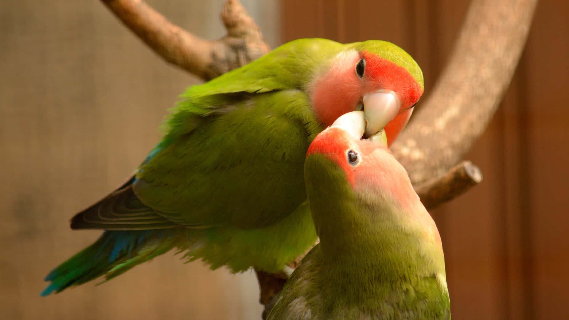 兩隻恩愛的愛情鳥在樹枝上依偎 — 愛情鳥 GIF 壁紙