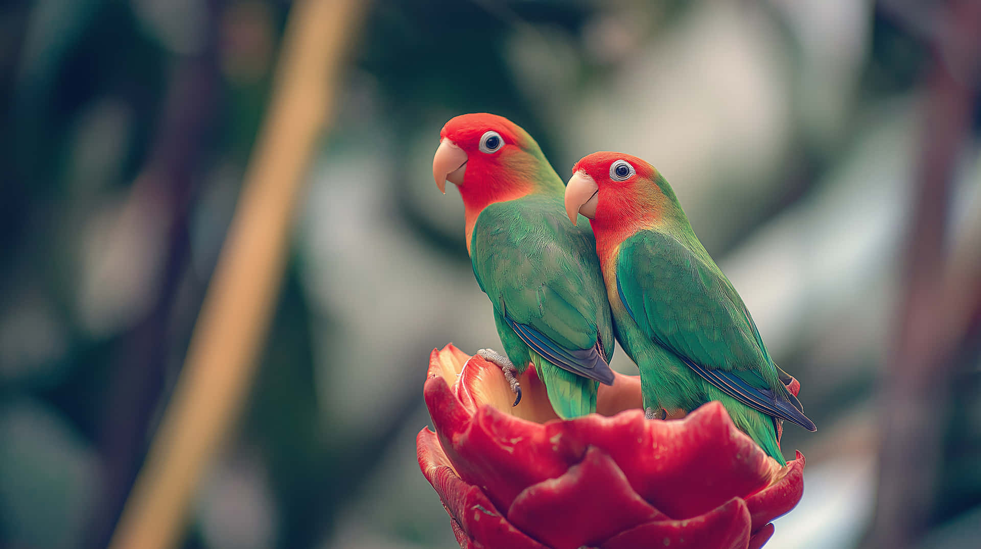 Lovebirds Perched on a Tropical Red Ginger Flower 壁紙 — 兩隻色彩鮮豔的愛情鳥，紅頭綠身，緊密地棲息在一朵鮮紅的熱帶花朵上，背景柔和模糊。