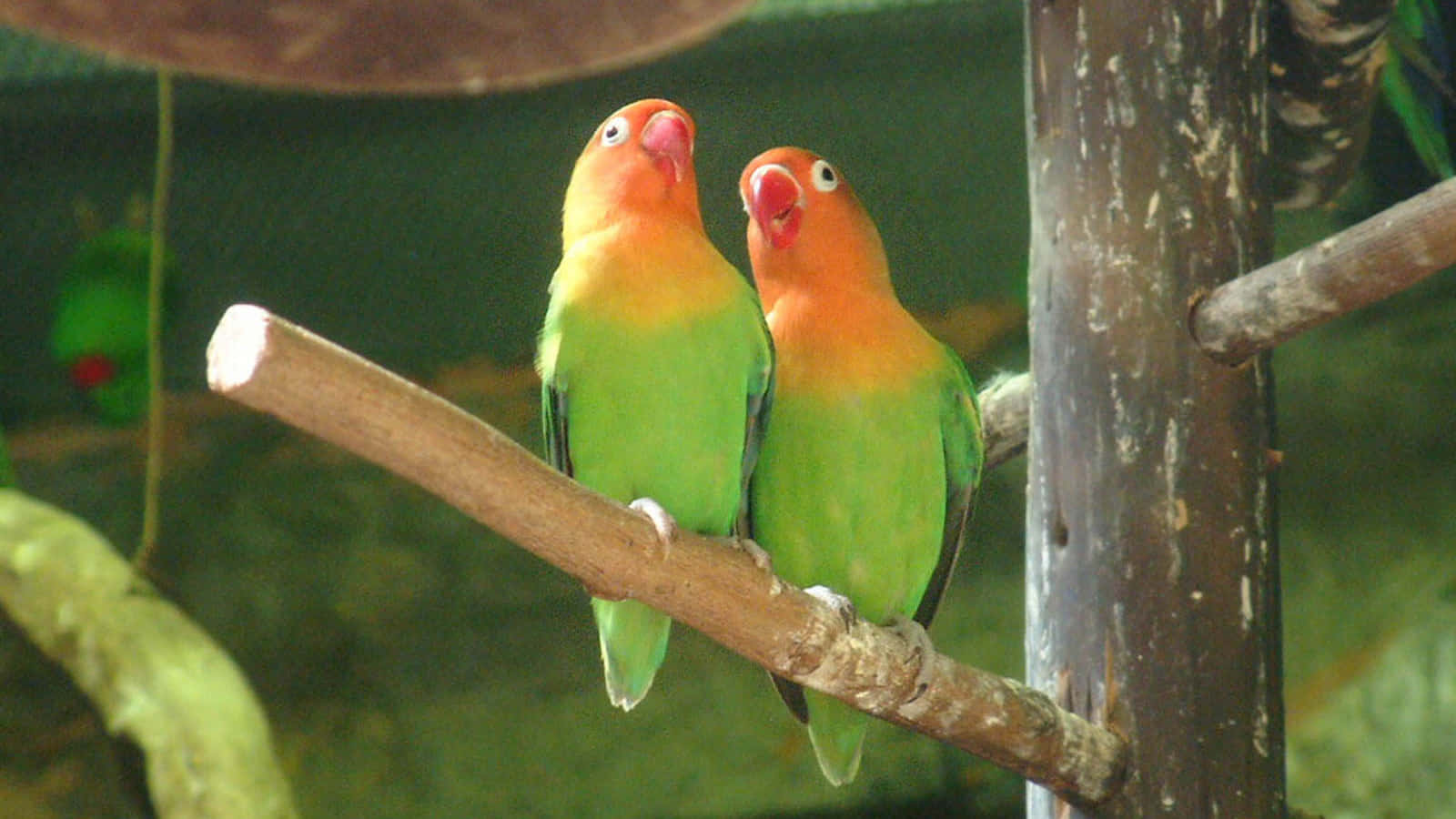 birds 桌布 壁紙 — 兩隻色彩鮮豔的愛情鳥，頭部橙色、身體綠色，緊密地棲息在茂密圍欄內的一根木枝上。