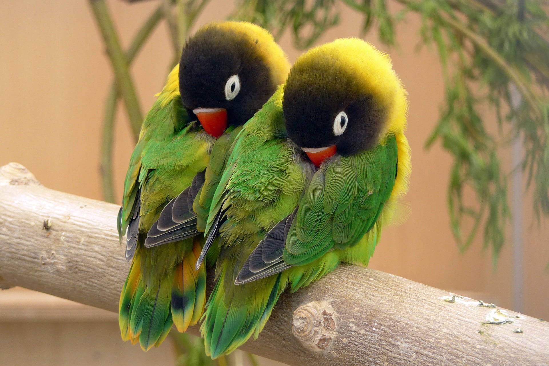 birds 桌布 壁紙 — 兩隻色彩鮮豔的愛情鳥，頭部黑色、冠部黃色，在柔軟的綠葉中緊貼在木枝上。