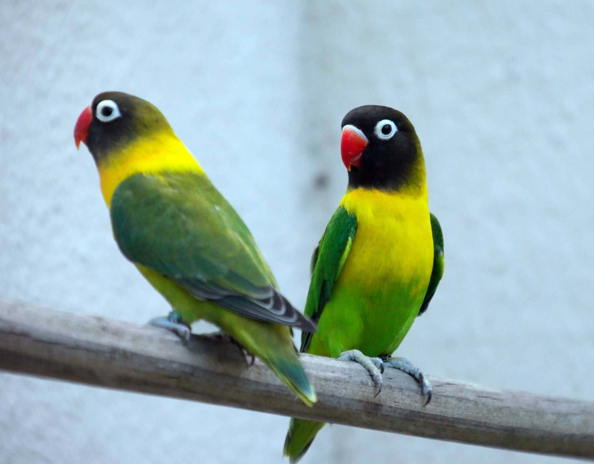 birds 桌布 壁紙 — 兩隻色彩鮮豔的愛情鳥，黑頭、黃喉、綠翼，並排棲息在木枝上。