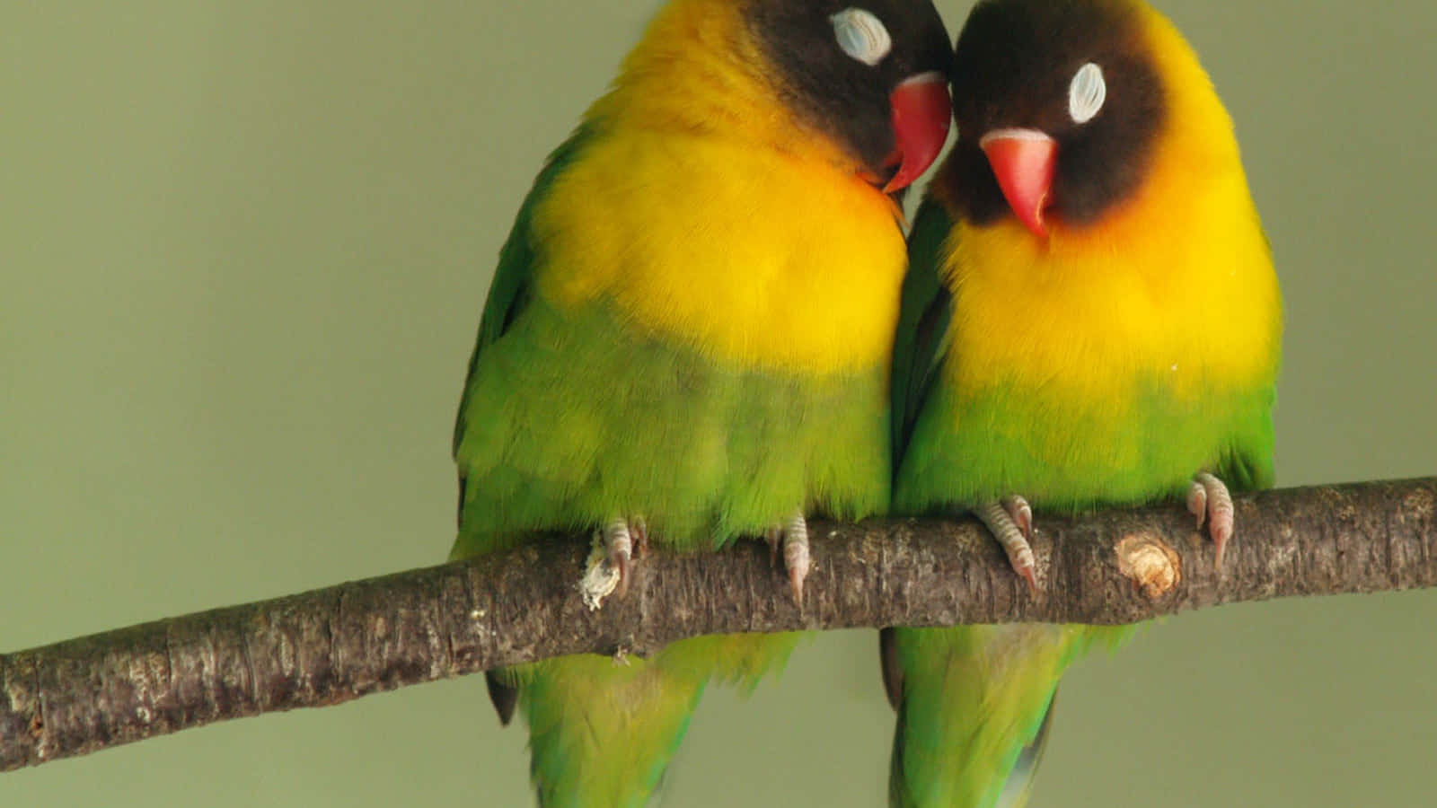 birds 桌布 壁紙 — 兩隻色彩鮮豔的愛情鳥，黑頭、黃胸、綠翼，緊密地棲息在一根有紋理的樹枝上。