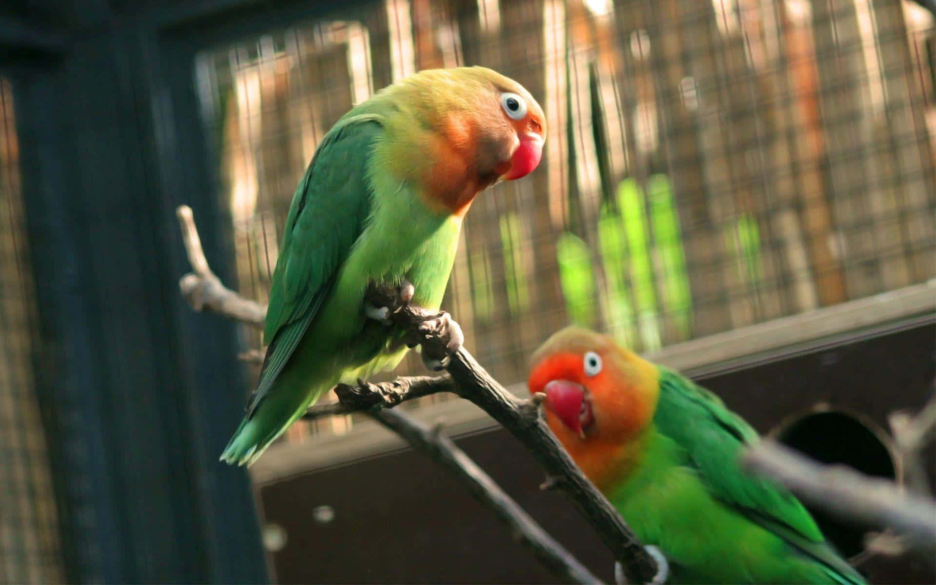 birds 桌布 壁紙 — 兩隻色彩鮮豔的愛情鳥棲息在籠內的樹枝上，一隻看起來警覺，另一隻似乎在鳴叫。