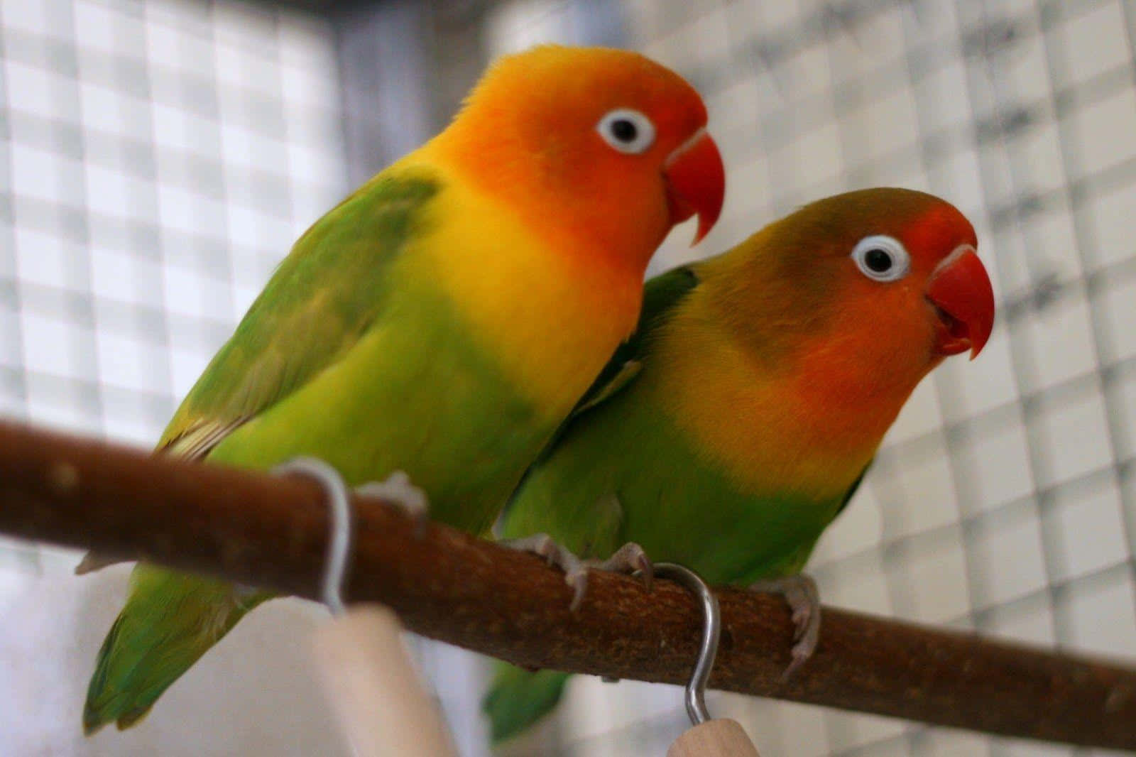 birds 桌布 壁紙 — 兩隻色彩鮮豔的愛情鳥緊密地棲息在籠內的木枝上，背景為格子圖案。