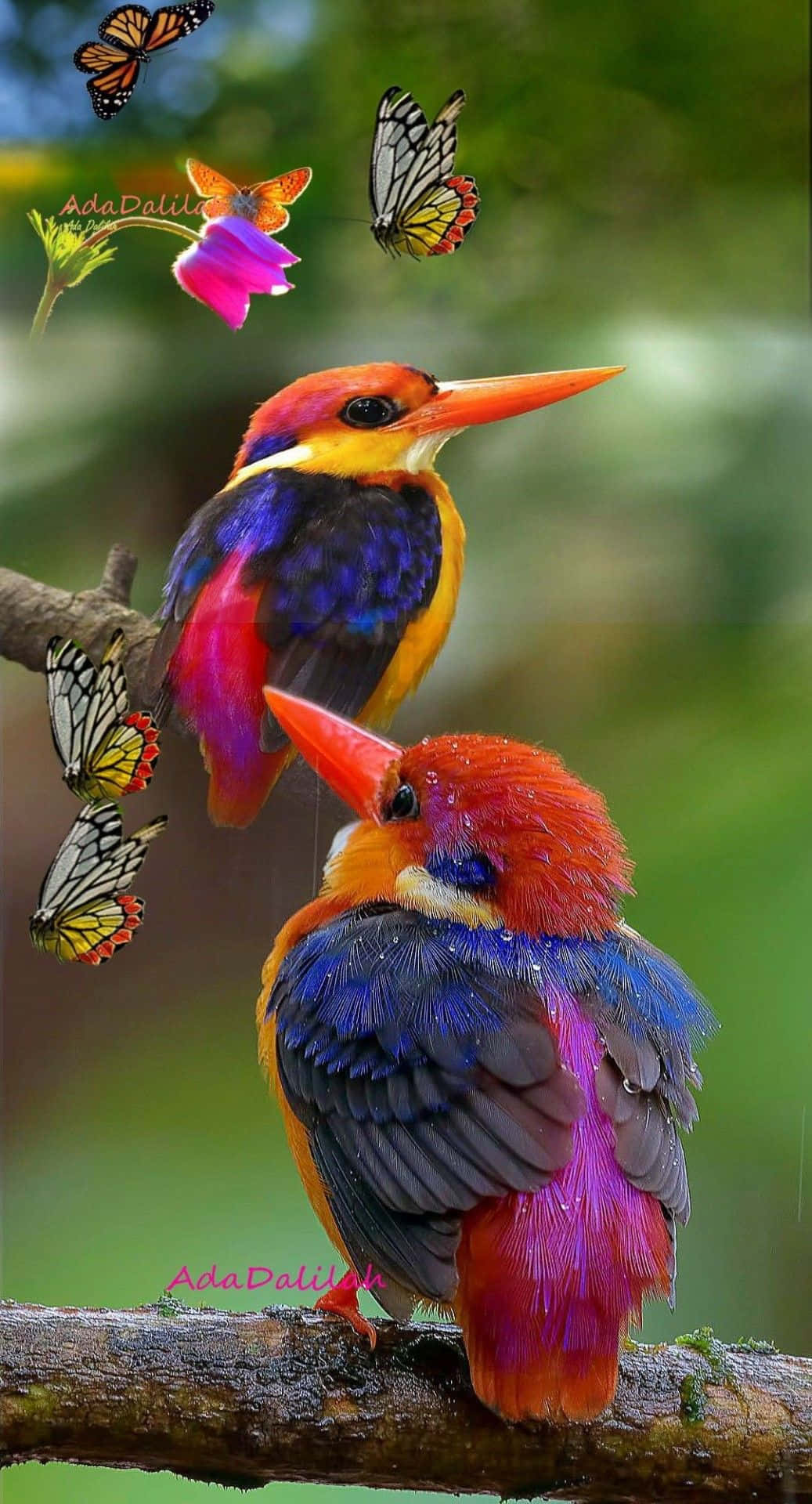 Beautiful Birds 桌布 壁紙 — 兩隻色彩鮮豔的翠鳥棲息在長滿苔蘚的樹枝上，周圍有翩翩起舞的蝴蝶和一朵粉紅色的花。