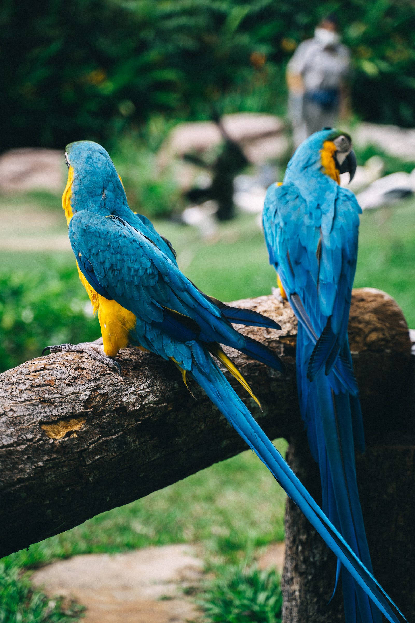 birds 桌布 壁紙 — 兩隻色彩鮮豔的藍黃金剛鸚鵡並排棲息在茂密綠色花園中一棵粗壯的樹枝上。