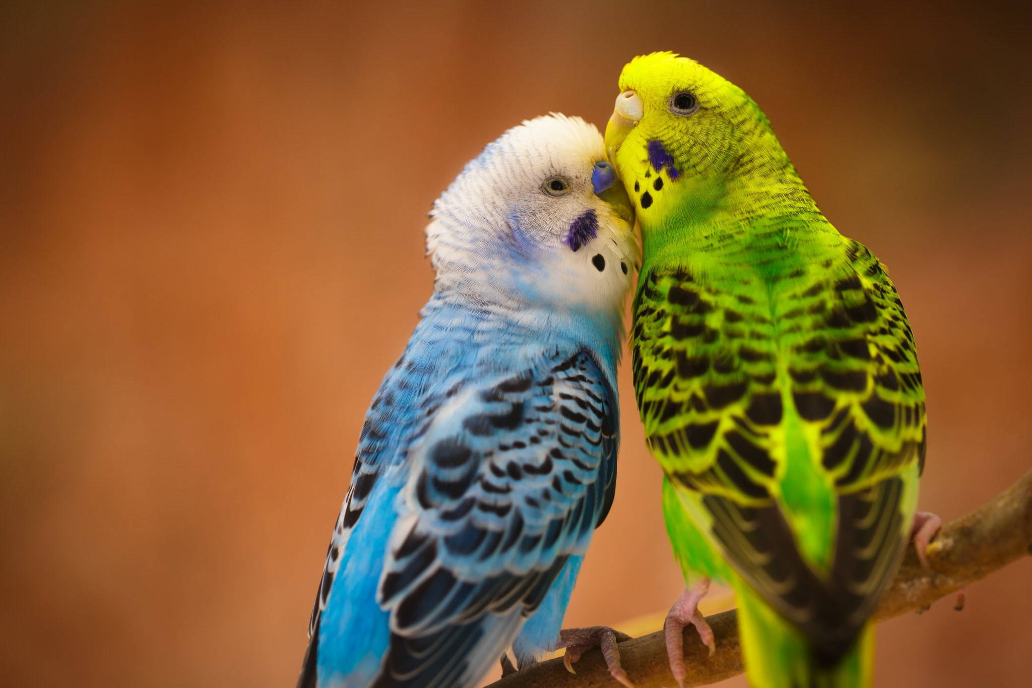 birds 桌布 壁紙 — 兩隻色彩鮮豔的虎皮鸚鵡，一藍一綠，緊密地棲息在樹枝上，在溫暖模糊的背景中分享親密時刻。
