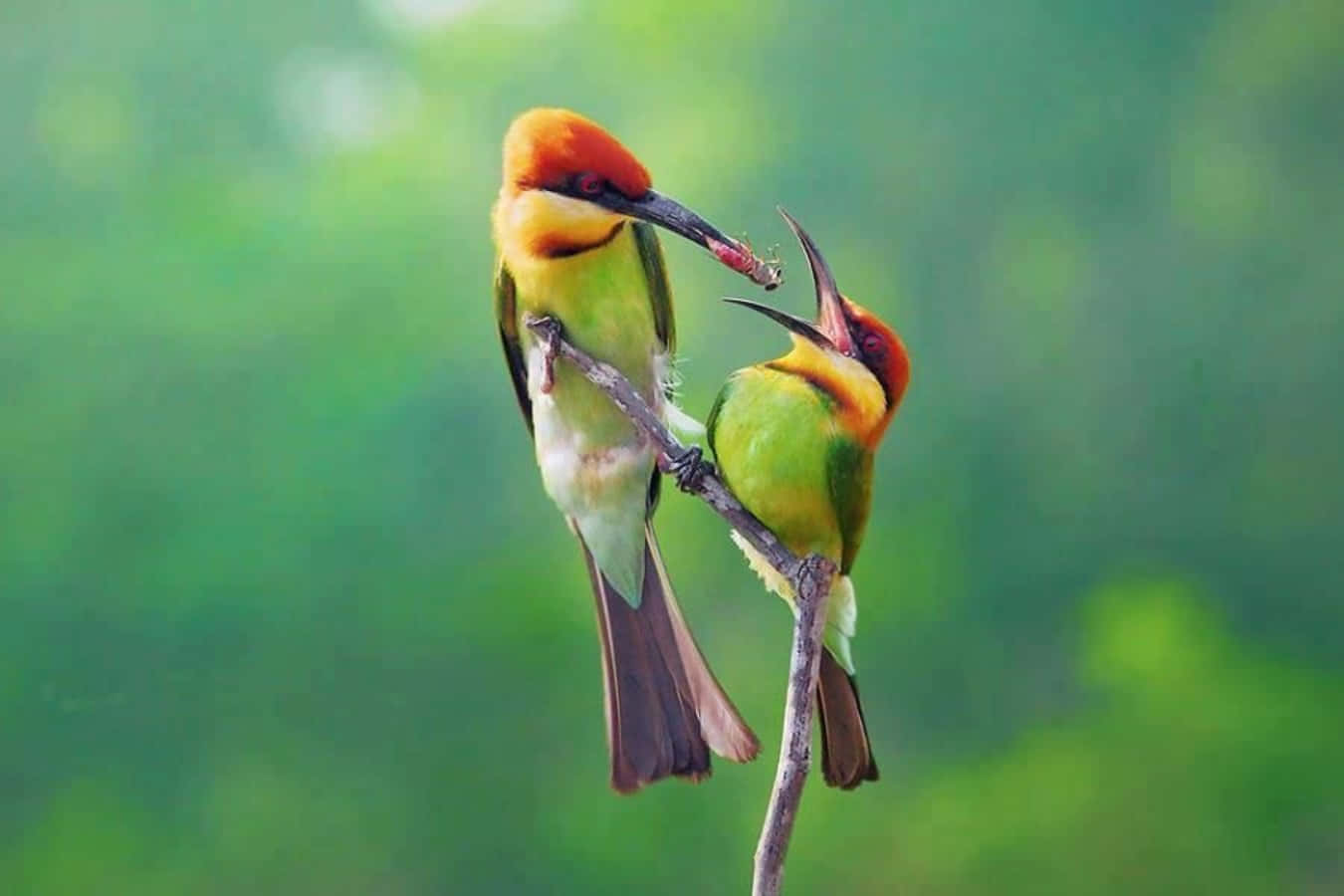 birds 桌布 壁紙 — 兩隻色彩鮮豔的蜂虎棲息在樹枝上，一隻向另一隻獻上獵物，背景是柔和的綠色。