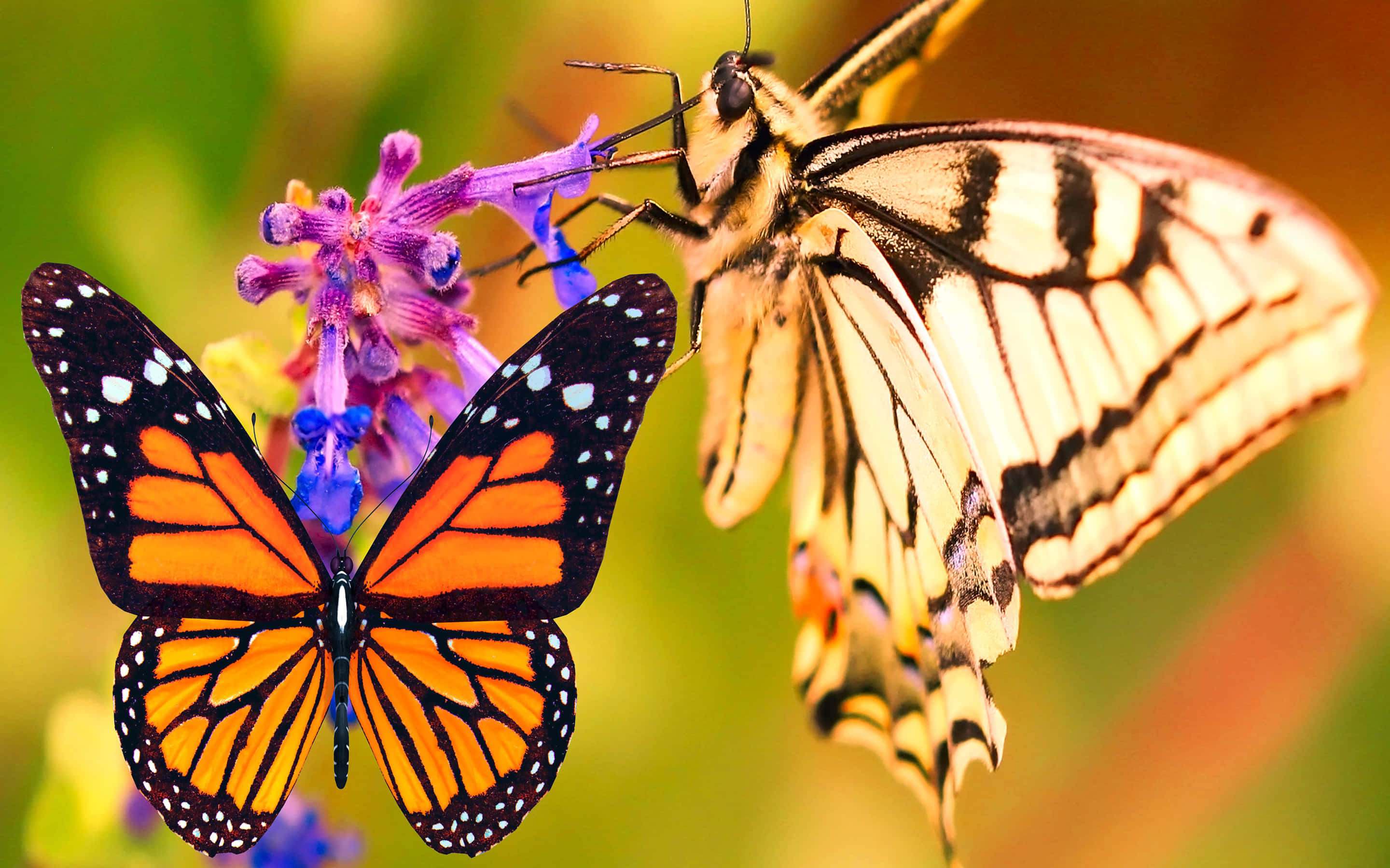 Butterfly Species 桌布 壁紙 — 兩隻色彩鮮豔的蝴蝶，一隻橙色帝王蝶和一隻黃色燕尾蝶，輕盈地停在一朵紫色花上，背景是柔和模糊的綠色。
