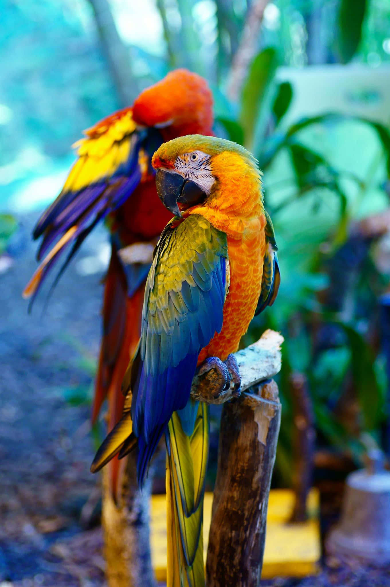 Beautiful Birds 桌布 壁紙 — 兩隻色彩鮮豔的金剛鸚鵡棲息在木柱上，周圍是茂密的綠色樹葉，背景柔和散景。