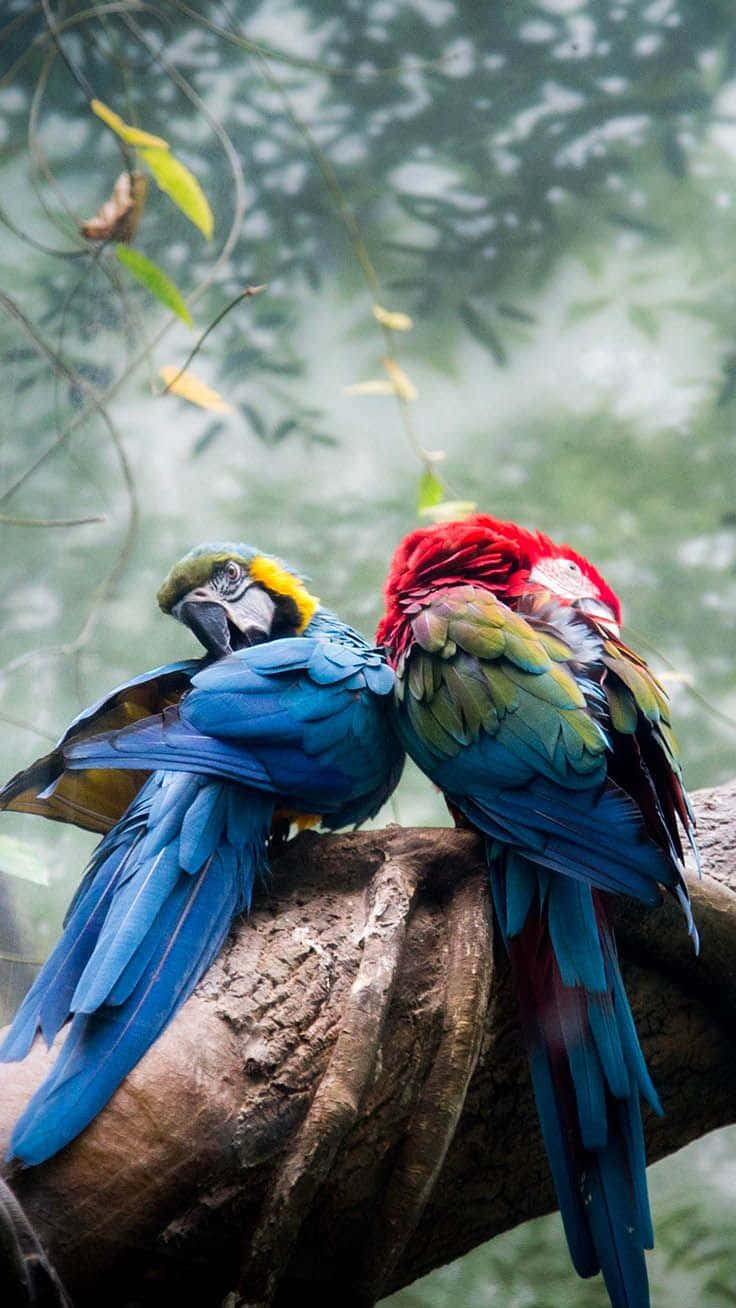 Parrots 桌布 壁紙 — 兩隻色彩鮮豔的金剛鸚鵡緊密地棲息在霧氣瀰漫的叢林中一根長滿苔蘚的樹枝上，牠們色彩繽紛的羽毛與柔和的綠色背景形成對比。