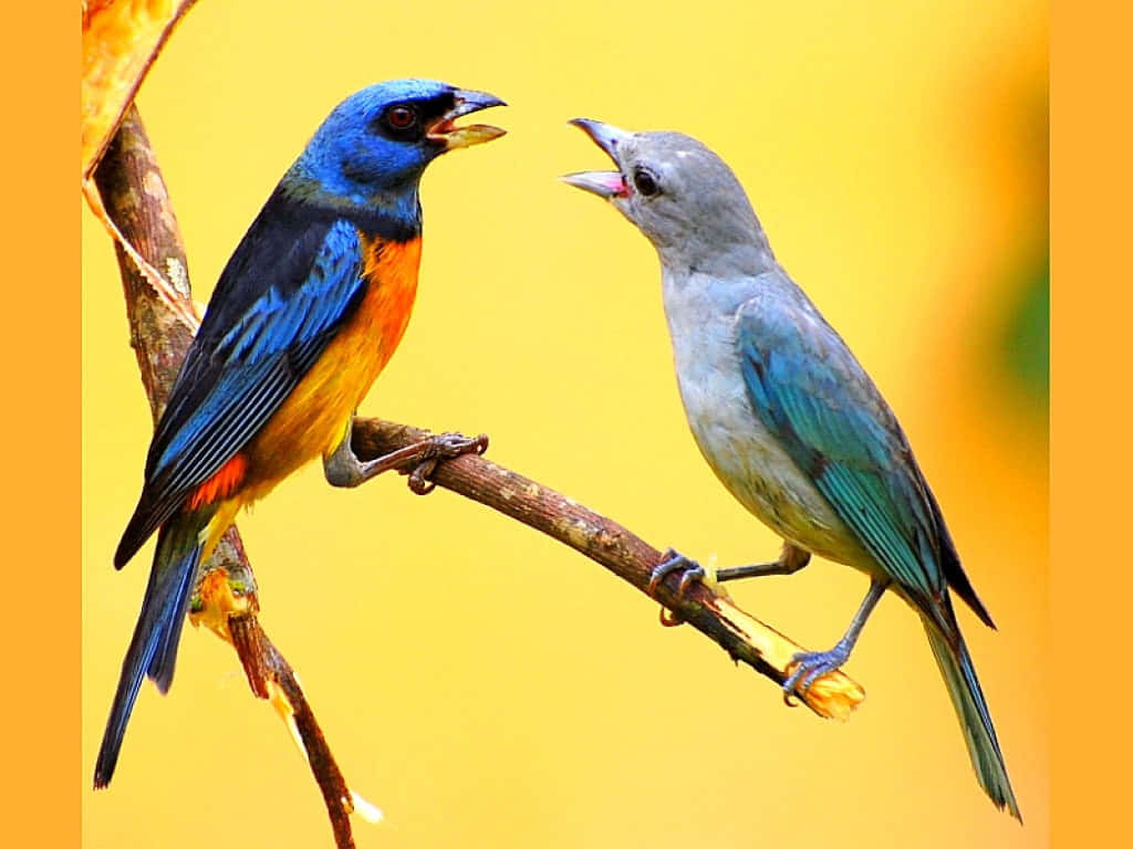 Birds Chirping 桌布 壁紙 — 兩隻色彩鮮豔的鳥兒棲息在樹枝上，彼此面對面，背景是溫暖的黃色。