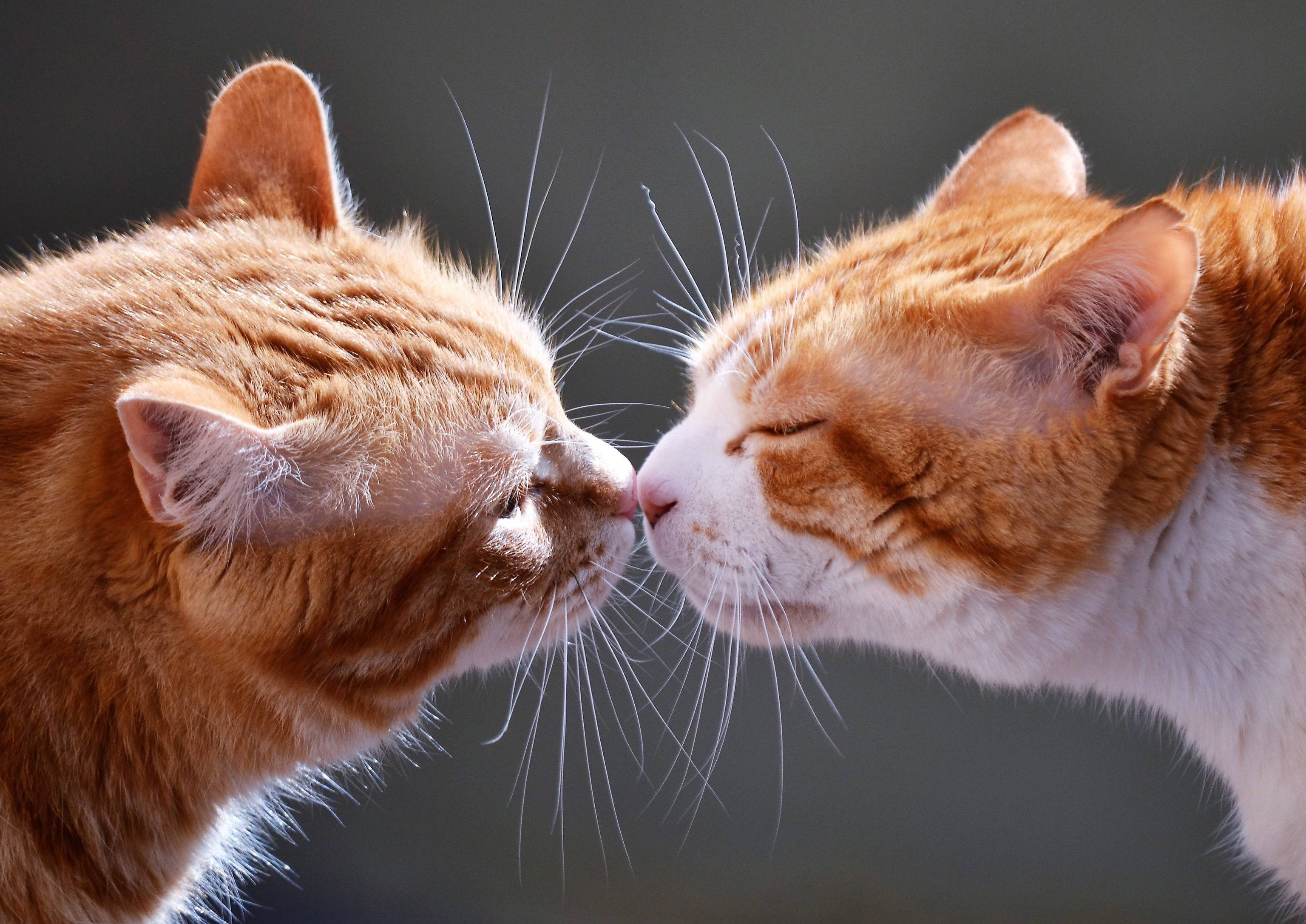 Cats 桌布 壁紙 — 兩隻薑貓在柔和的灰色背景前溫柔地碰鼻。
