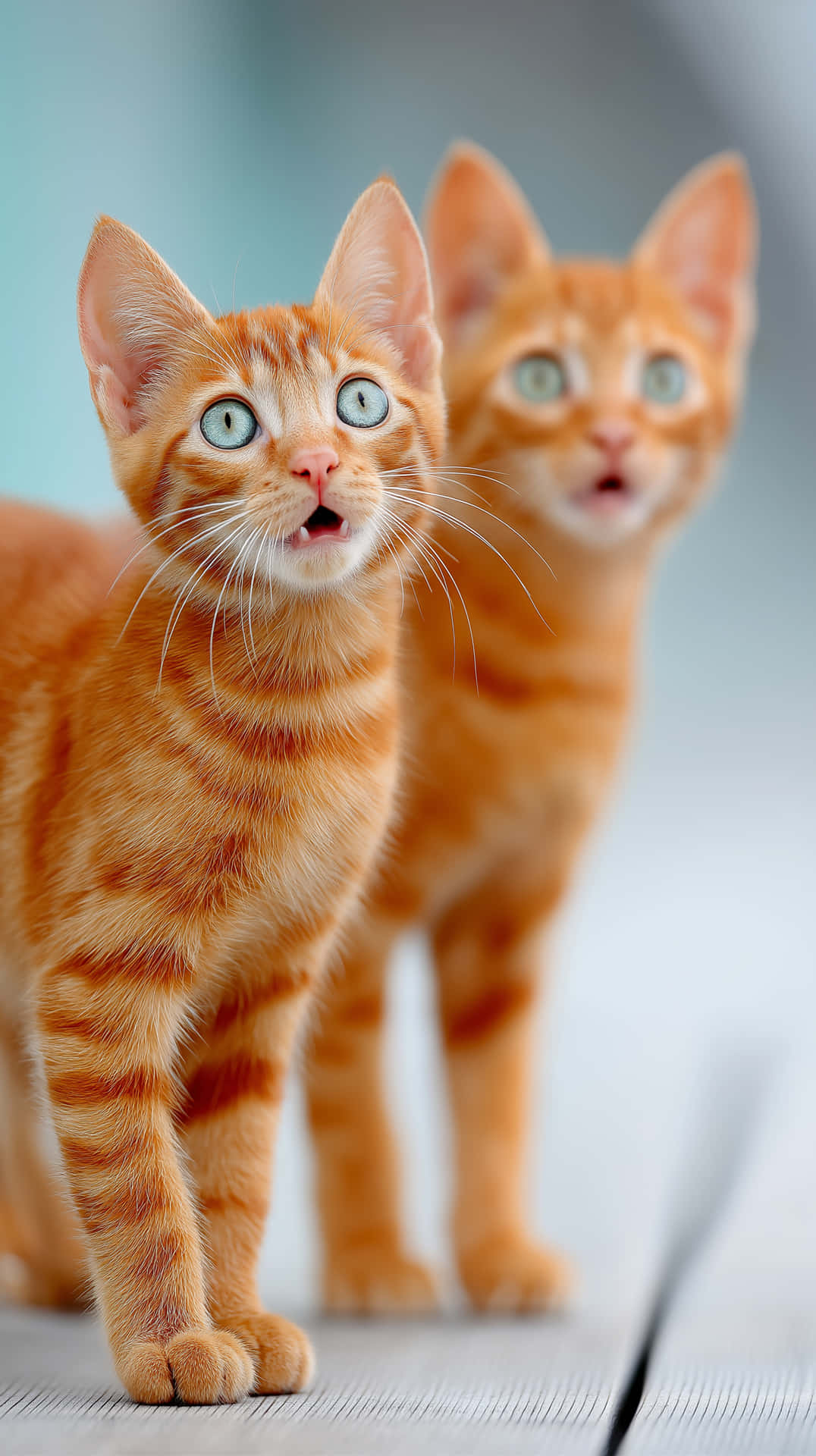 Two Domestic Kittens Displaying Astonished Facial Expressions 壁紙 — 兩隻薑黃色虎斑小貓睜著藍色大眼睛，在淺色木地板上驚訝地凝視。