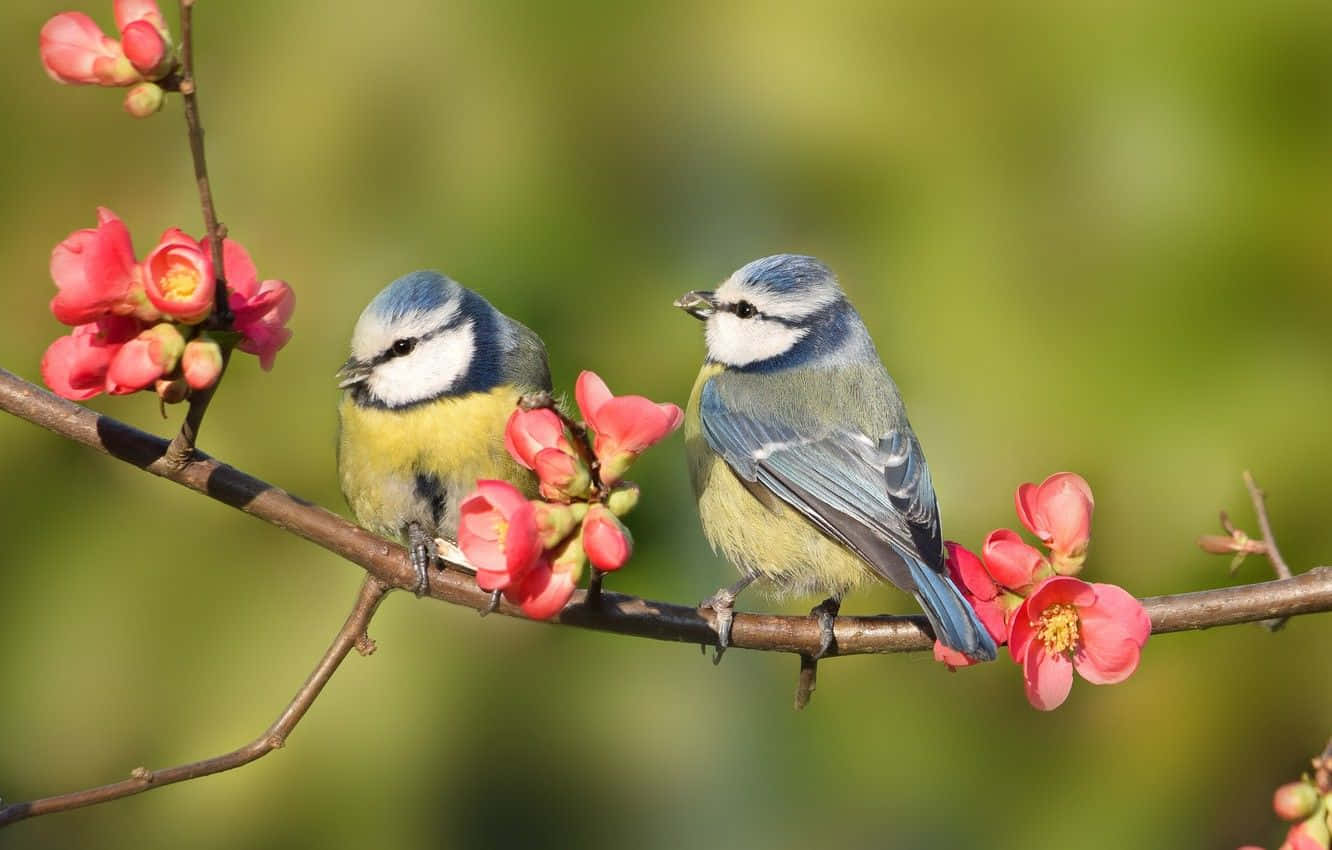 Spring Birds 桌布 壁紙 — 兩隻藍山雀棲息在點綴著亮粉色花朵的樹枝上，背景是柔和的綠色。