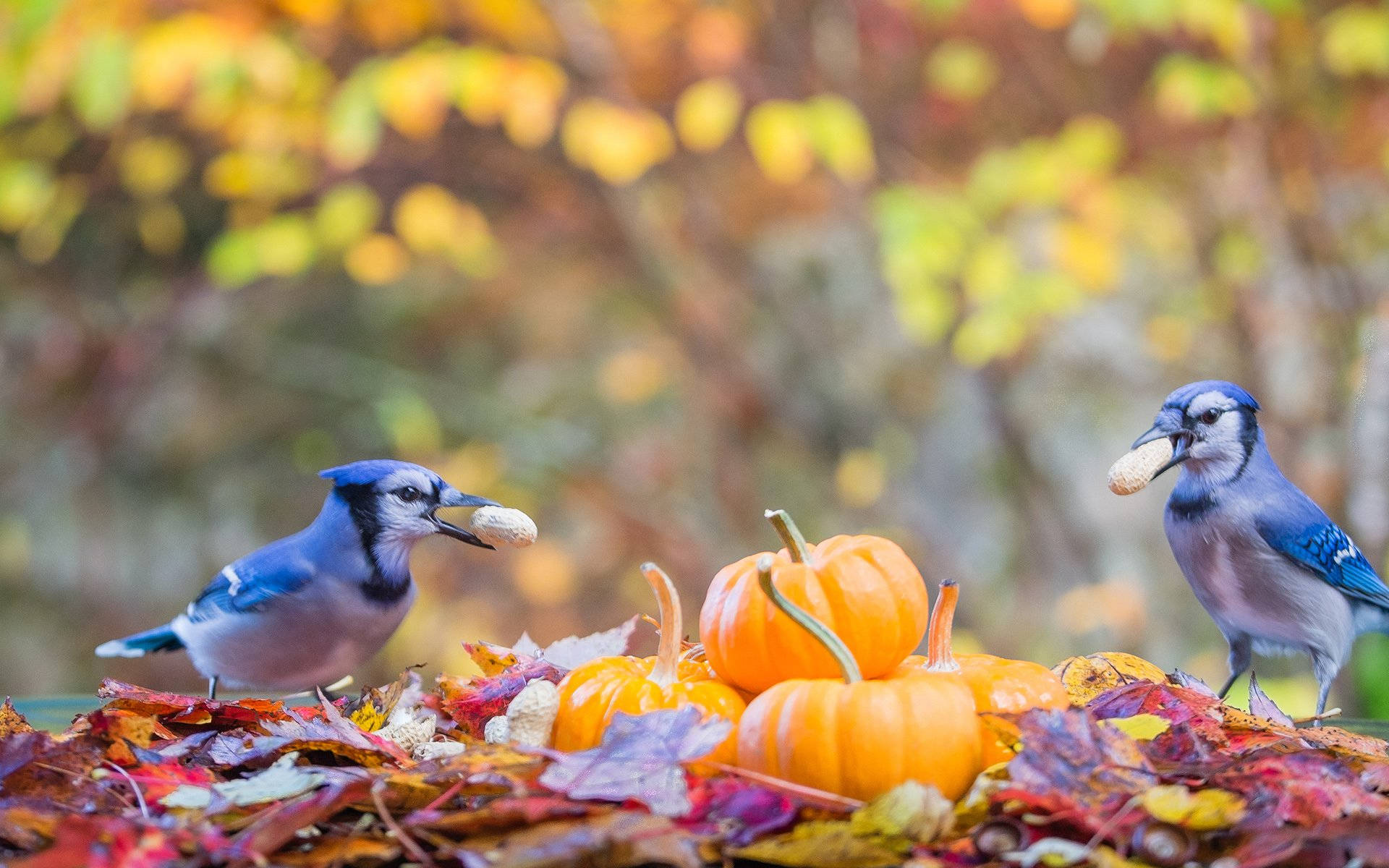 Autumn Season 桌布 壁紙 — 兩隻藍松鴉棲息在秋葉和南瓜上，喙裡叼著花生。