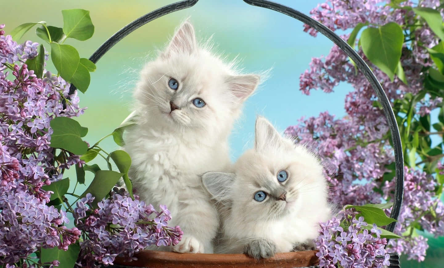Cats 桌布 壁紙 — 兩隻藍眼蓬鬆白色小貓咪坐在掛籃中，依偎在紫色丁香花叢間。