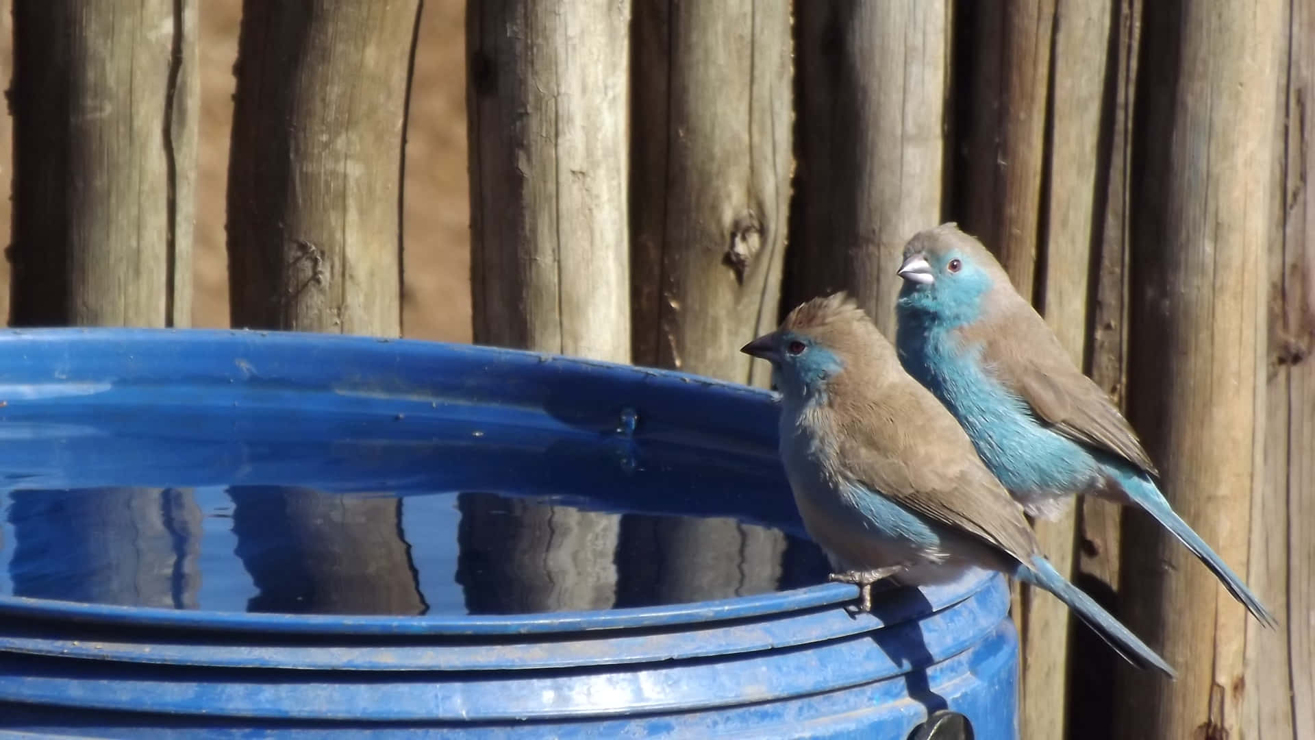 Chat at the Water Bowl 壁紙 — 兩隻藍頭鳥棲息在一個亮藍色水桶的邊緣，背景是木柵欄。