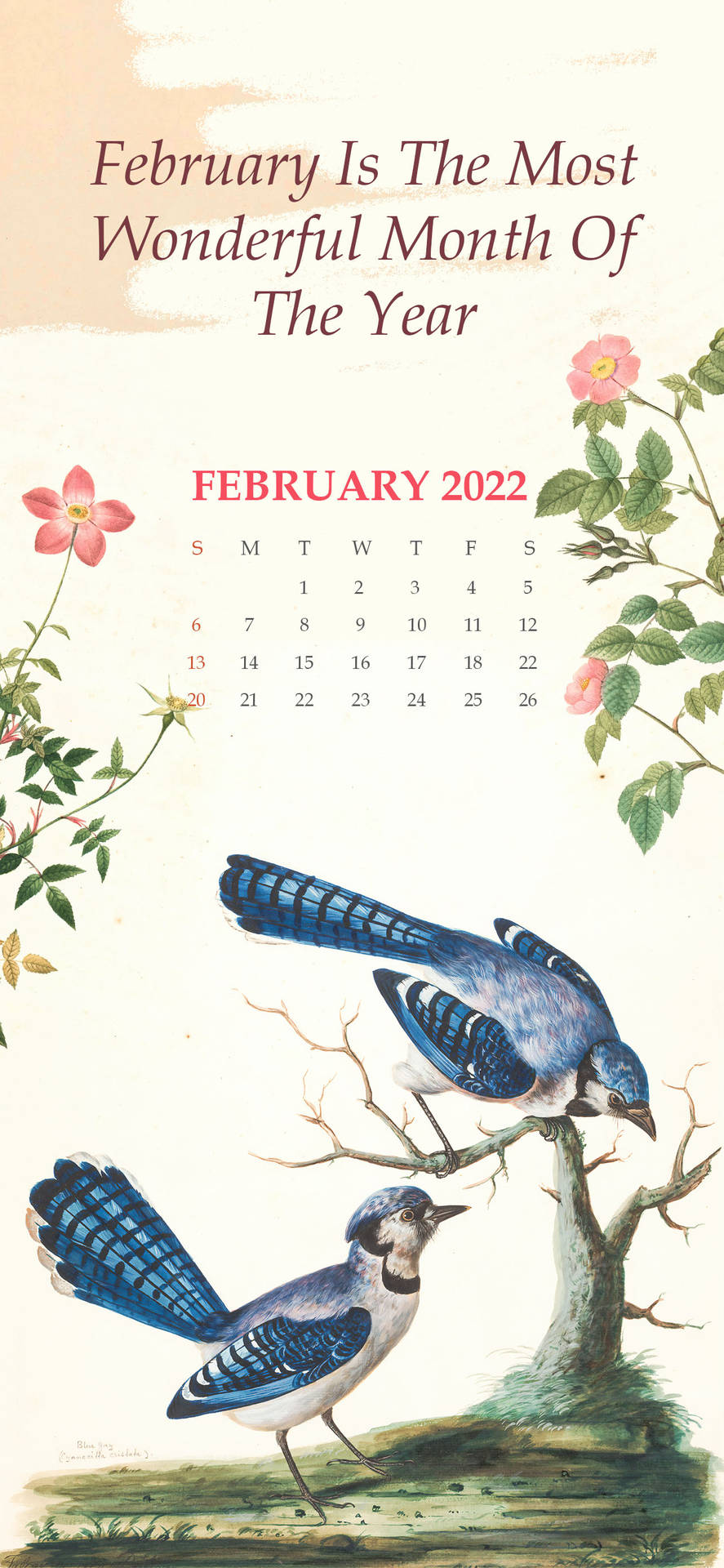 兩隻藍鳥在樹枝上，附有2022年二月日曆和粉紅玫瑰。 — 二月 GIF 壁紙