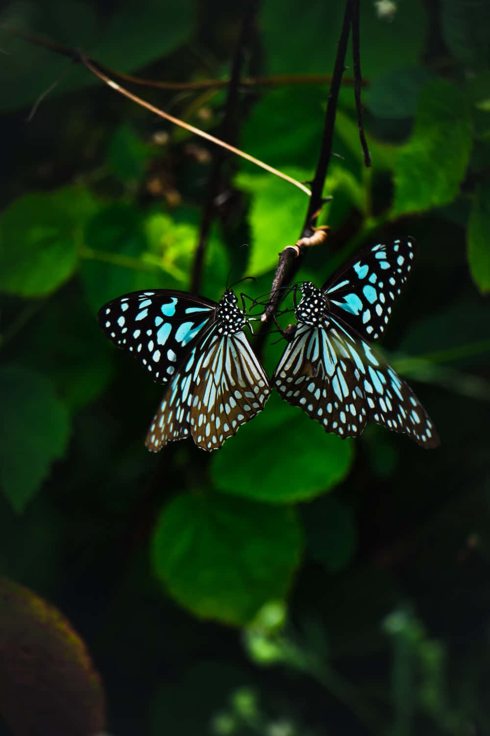 Real Butterfly 桌布 壁紙 — 兩隻藍黑蝴蝶輕盈地棲息在樹枝上，背景是茂密的綠葉。
