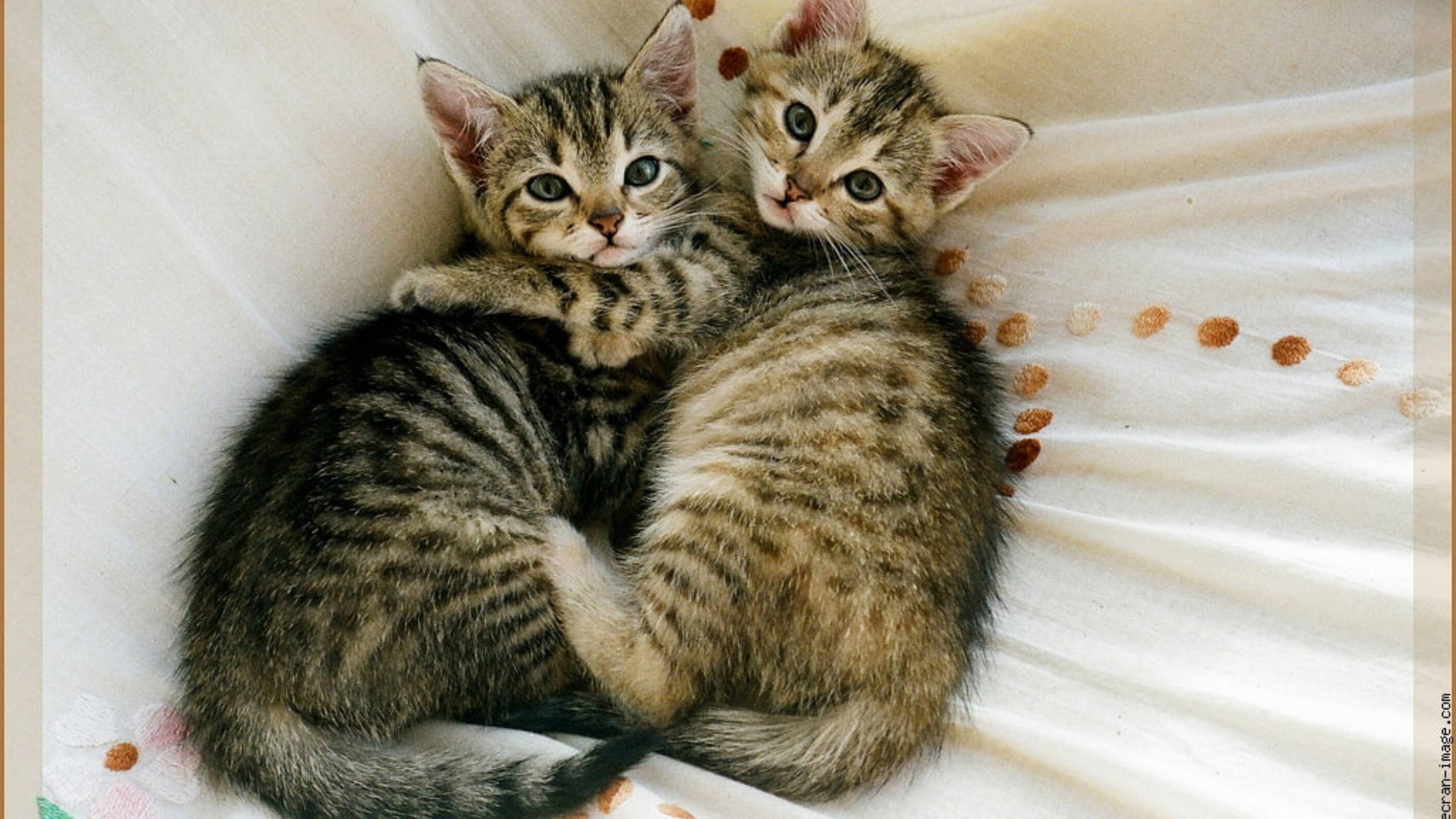 Cute Cat HD 桌布 壁紙 — 兩隻虎斑小貓在柔軟的白色毛毯上依偎在一起，毛毯上有橙色絨球。