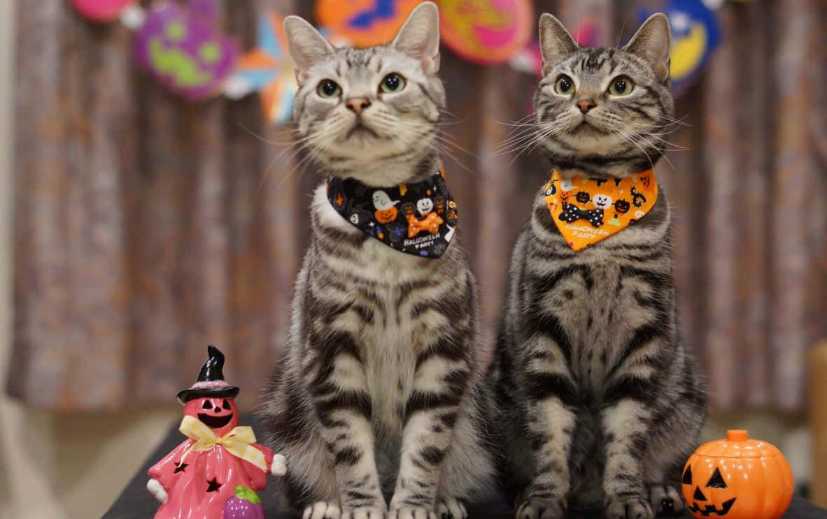Halloween Pet Costumes 桌布 壁紙 — 兩隻虎斑貓戴著萬聖節頭巾，坐在南瓜和女巫公仔旁邊。