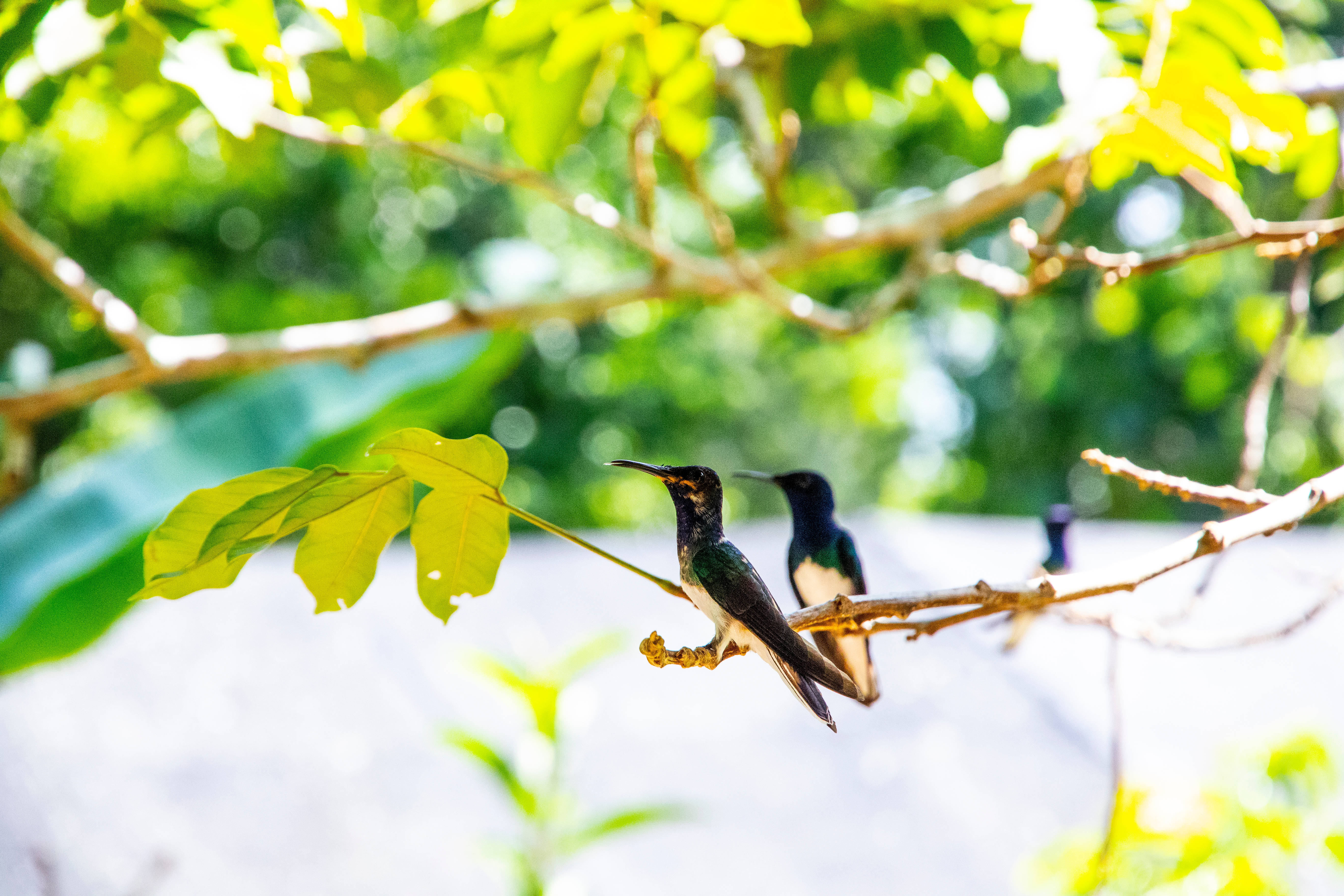 Belize 桌布 壁紙 — 兩隻虹彩蜂鳥棲息在陽光普照的樹枝上，周圍是充滿活力的綠色樹葉，背景柔和散景。