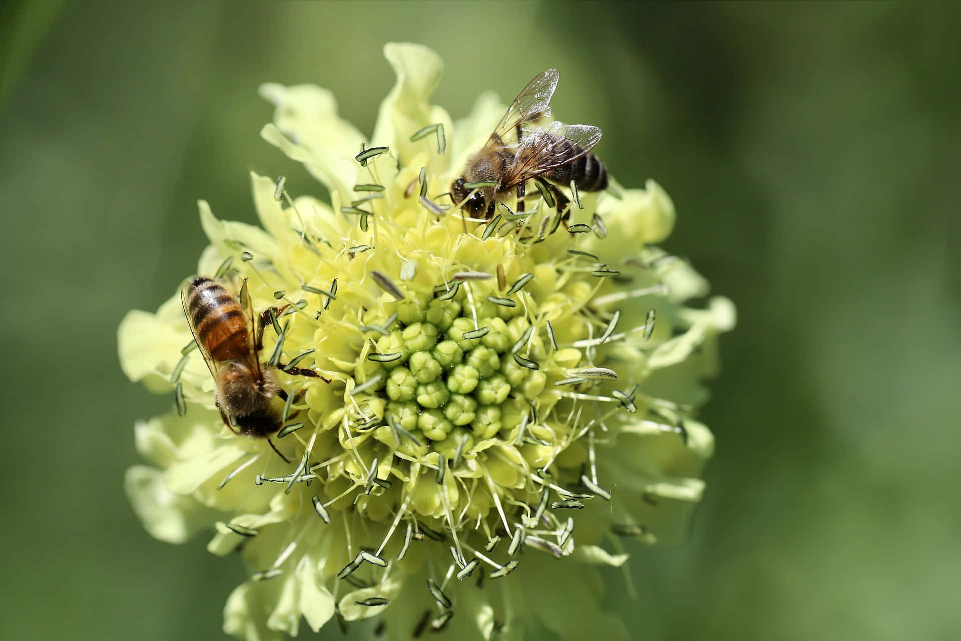 Spring Bees 桌布 壁紙 — 兩隻蜜蜂勤奮地從一朵充滿活力的淡黃色花朵中採集花蜜，花朵有綠色中心和細膩的花絲。