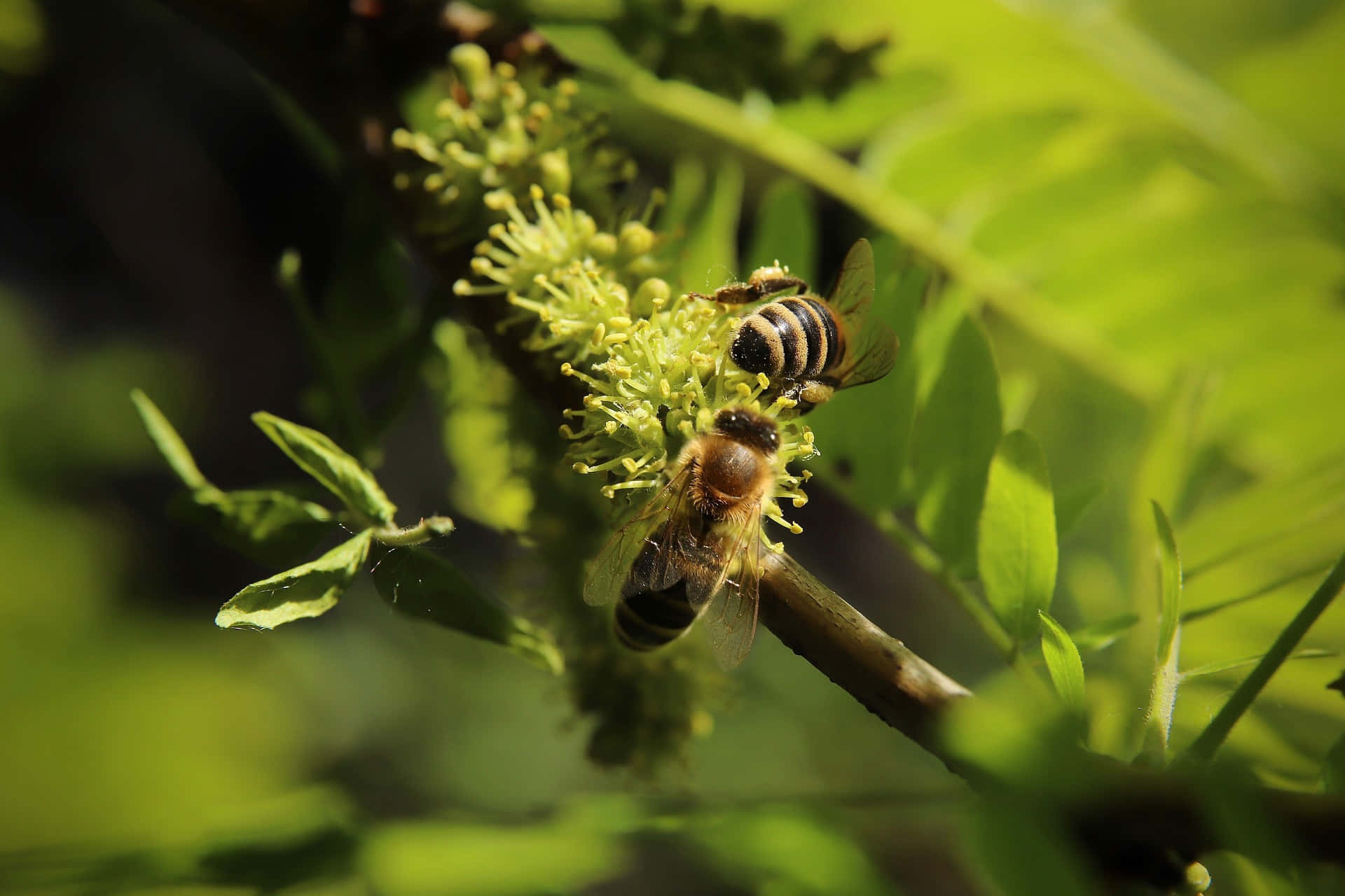 Spring Bees 桌布 壁紙 — 兩隻蜜蜂勤奮地為陽光照射的樹枝上鮮豔的綠色花朵授粉，周圍環繞著茂密的樹葉。