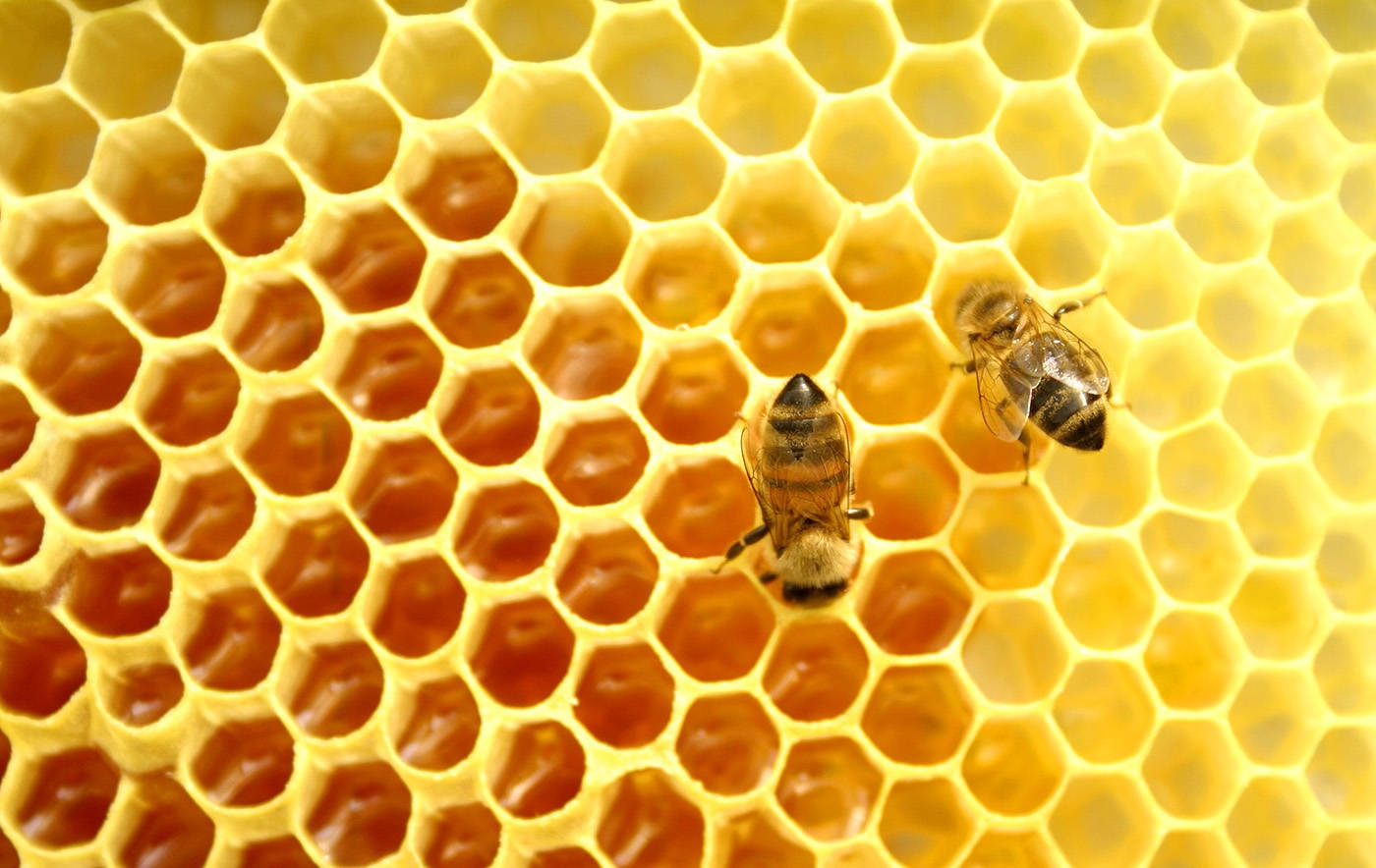 Honeycomb 桌布 壁紙 — 兩隻蜜蜂在一個充滿琥珀色蜂蜜的金色蜂巢上爬行的特寫視圖。