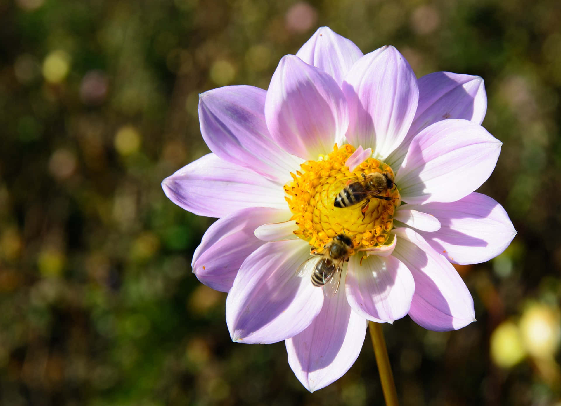 Spring Bees 桌布 壁紙 — 兩隻蜜蜂在明亮的陽光下勤奮地為一朵帶有金色中心的鮮豔紫色大麗花授粉。
