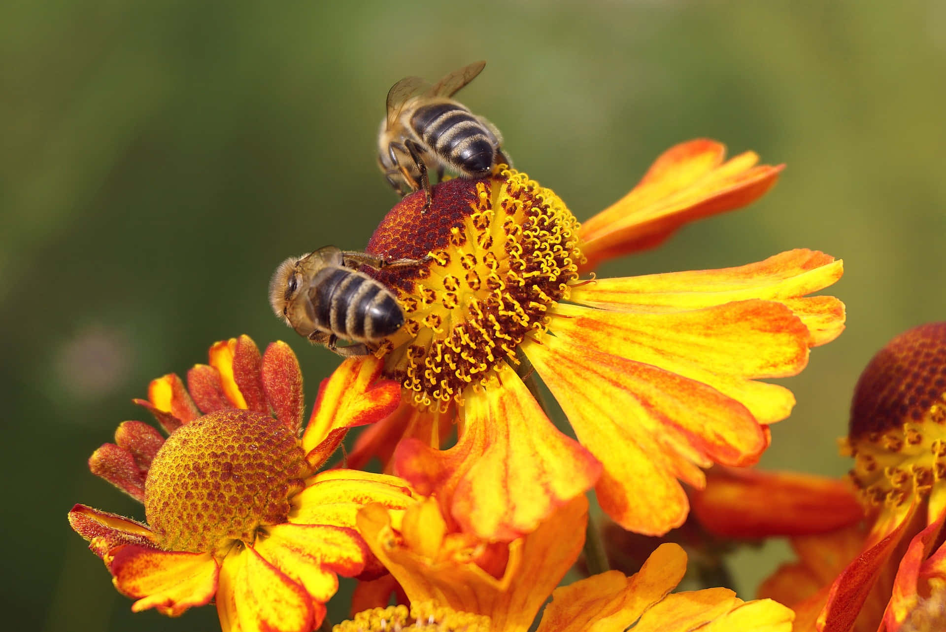 Spring Bees 桌布 壁紙 — 兩隻蜜蜂在柔和自然光下勤奮地從鮮豔的橙色和黃色堆心菊花瓣中採集花蜜。