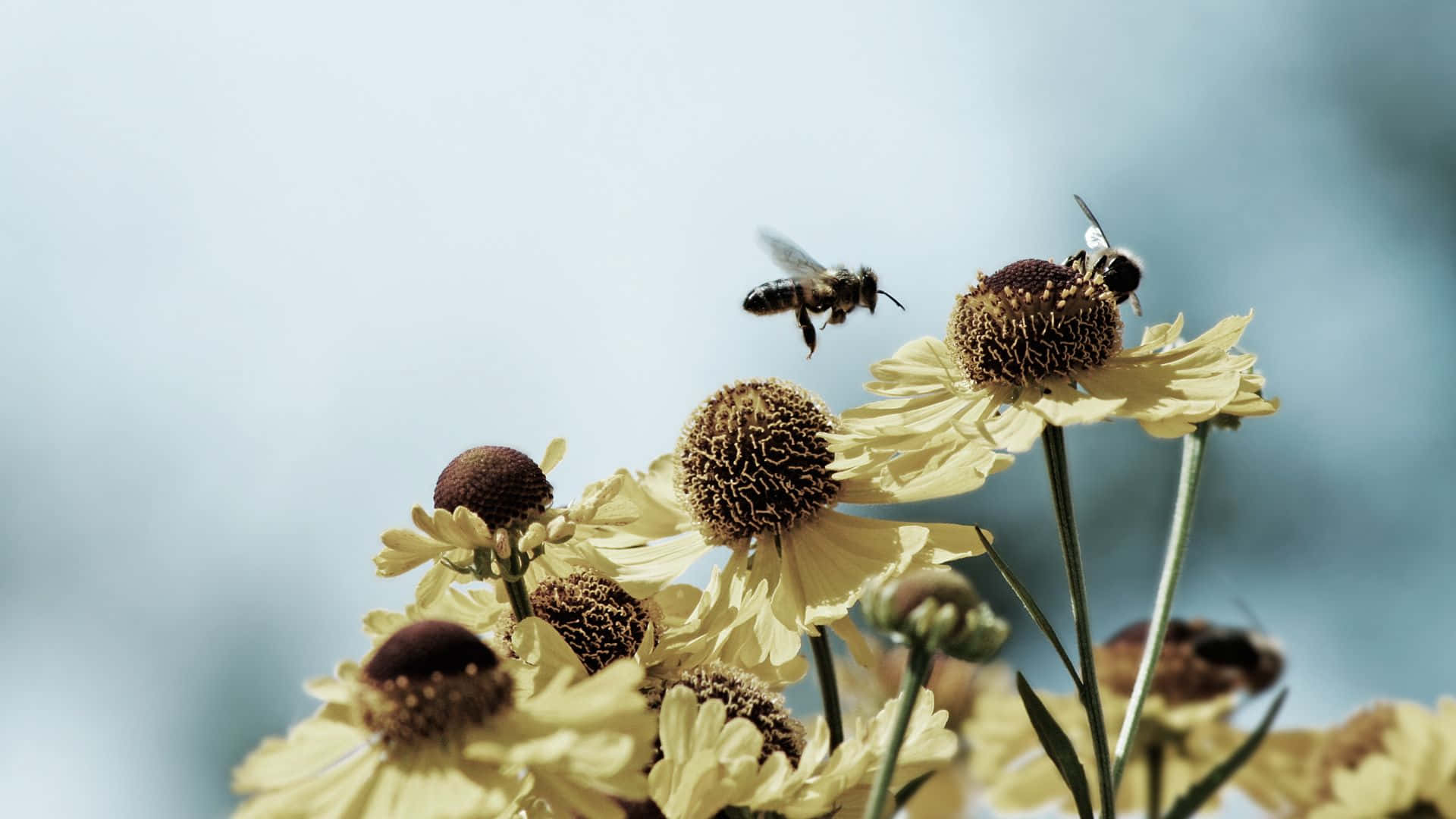 Spring Bees 桌布 壁紙 — 兩隻蜜蜂在淡黃色雛菊上盤旋並降落，背景是柔和的藍天。