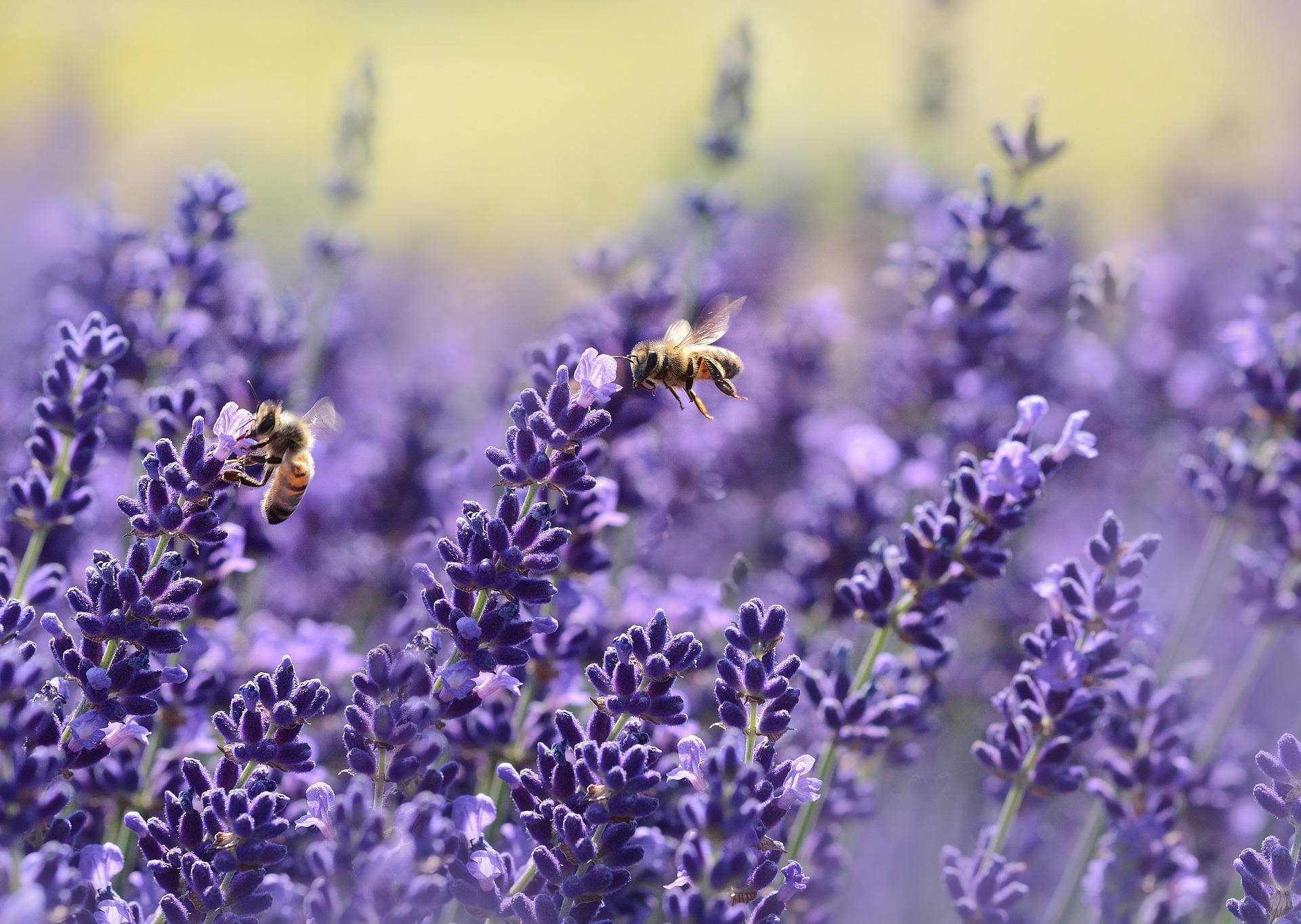 Lavender 桌布 壁紙 — 兩隻蜜蜂在陽光明媚的田野中盤旋並落在充滿活力的紫色薰衣草花朵上。