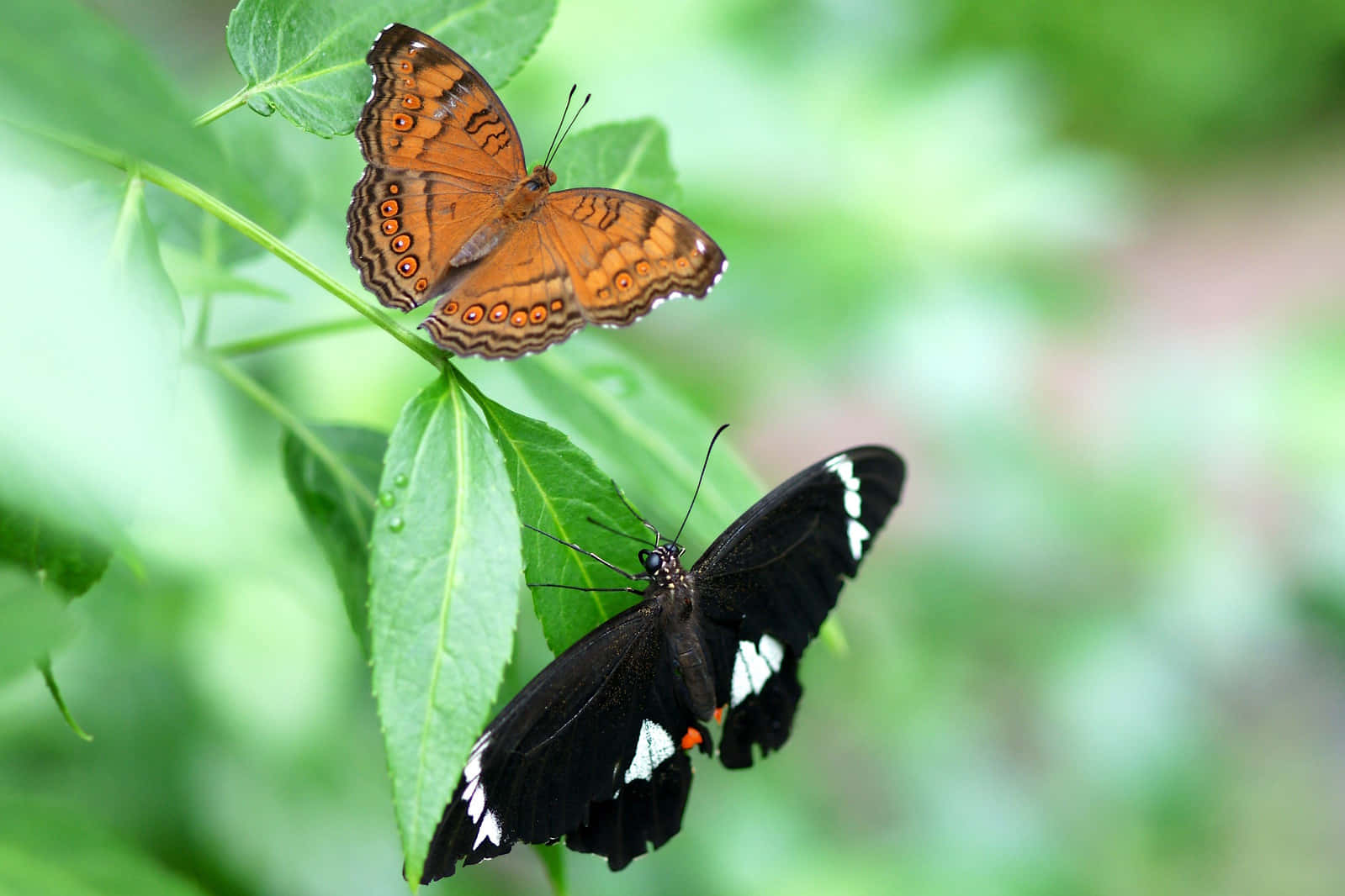 Butterfly Zoo 桌布 壁紙 — 兩隻蝴蝶，一隻橙色帶有眼斑，另一隻黑色帶有白色斑紋，棲息在鮮綠色的葉子上。