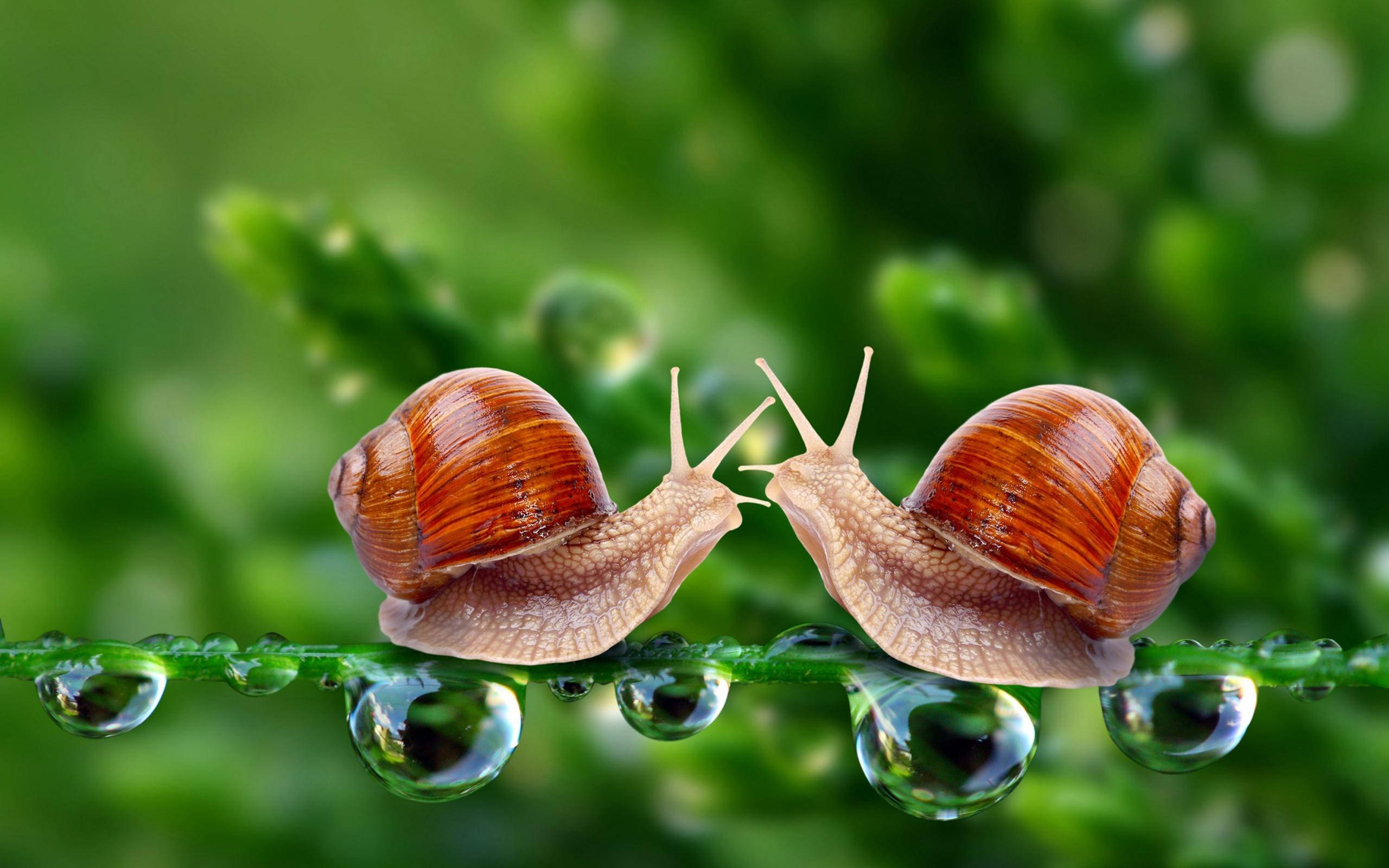 Snail 桌布 壁紙 — 兩隻蝸牛在一片沾滿露水的葉子上相對而立，背景是柔和的綠色。