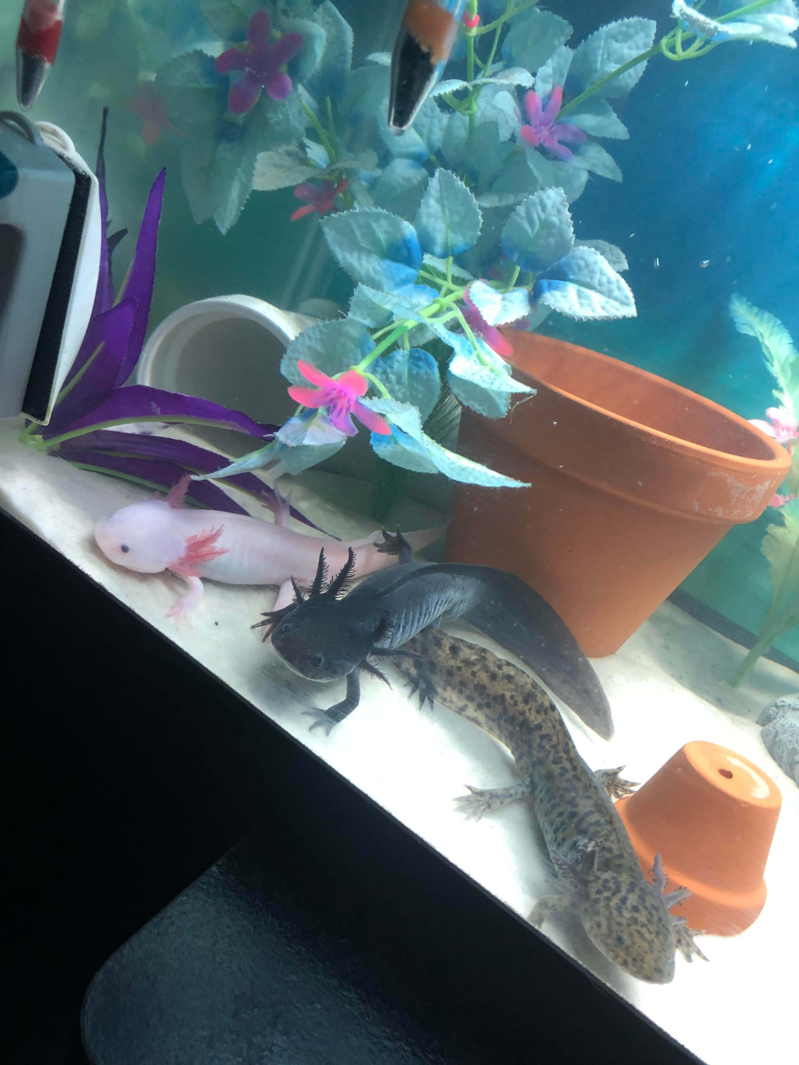 動物 桌布 壁紙 — 兩隻蠑螈，一隻粉紅色一隻有斑點，在透明水族箱中的白色碎石上，在橙色花盆和紫色綠色植物旁邊休息。