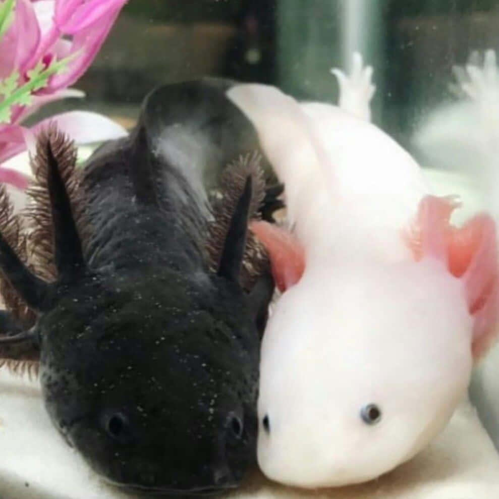 動物 桌布 壁紙 — 兩隻蠑螈，一黑一白，在水族箱中並排休息，附近有粉紅色的花朵。