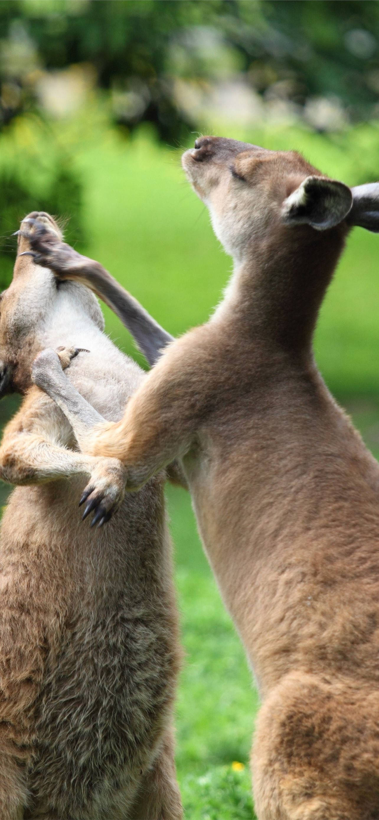 Kangaroo 桌布 壁紙 — 兩隻袋鼠在明亮的日光下，在茂密的綠色田野上進行一場動態的拳擊比賽。
