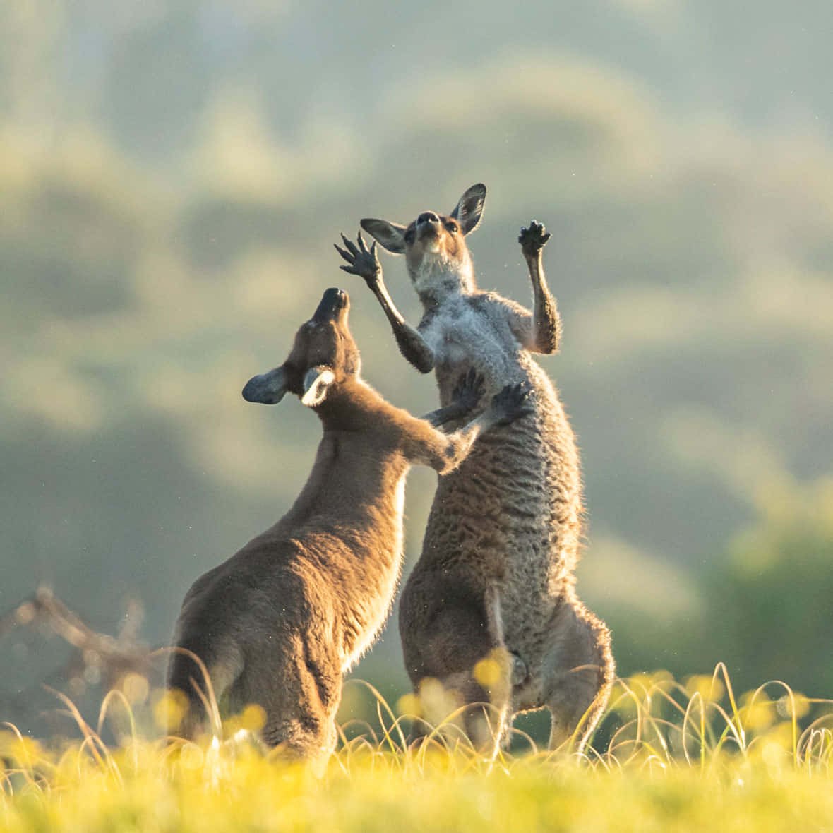 動物 桌布 壁紙 — 兩隻袋鼠在溫暖陽光下，於金色草地上鎖臂進行激烈打鬥。