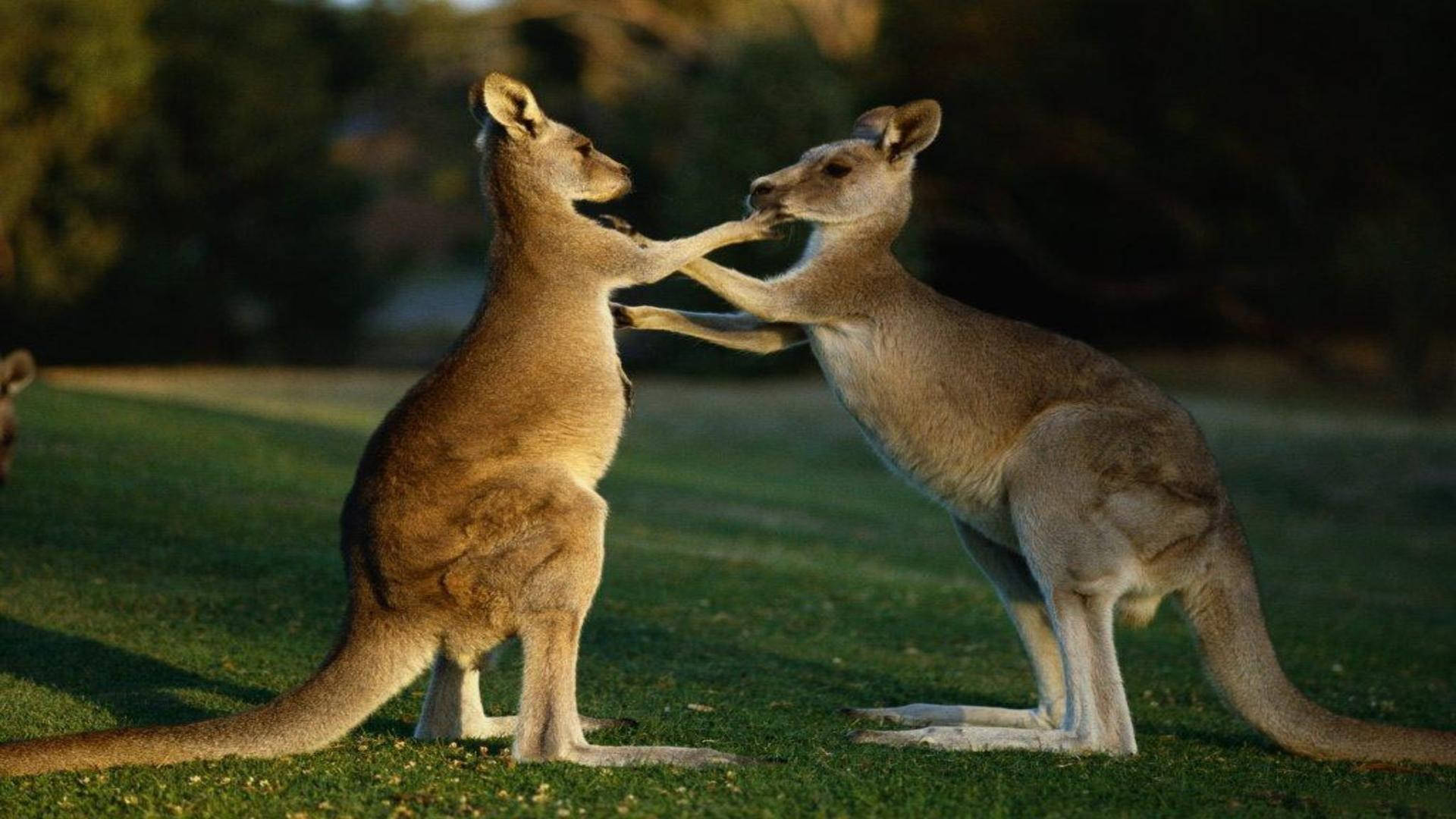 Kangaroo 桌布 壁紙 — 兩隻袋鼠在草地上直立，在溫暖的金色陽光下溫柔地互相觸碰前爪。