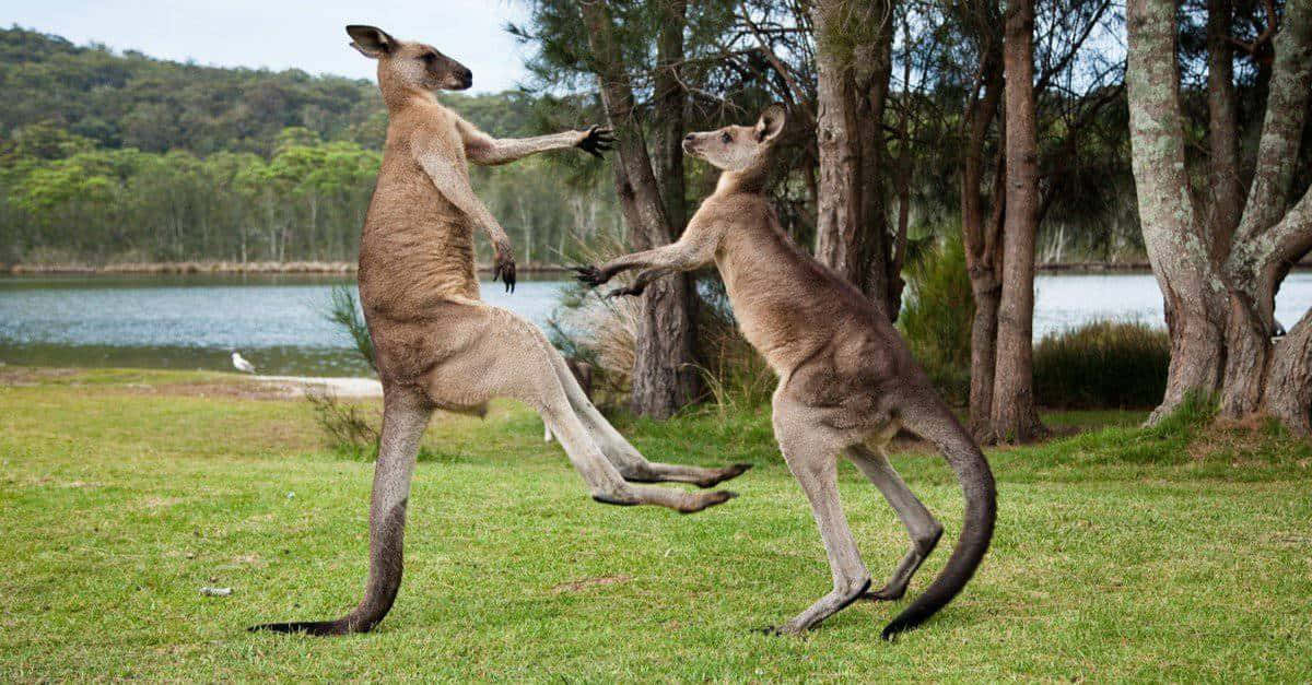 Kangaroo 桌布 壁紙 — 兩隻袋鼠用後腿站立，在湖邊的草地上拳擊，背景有樹木。