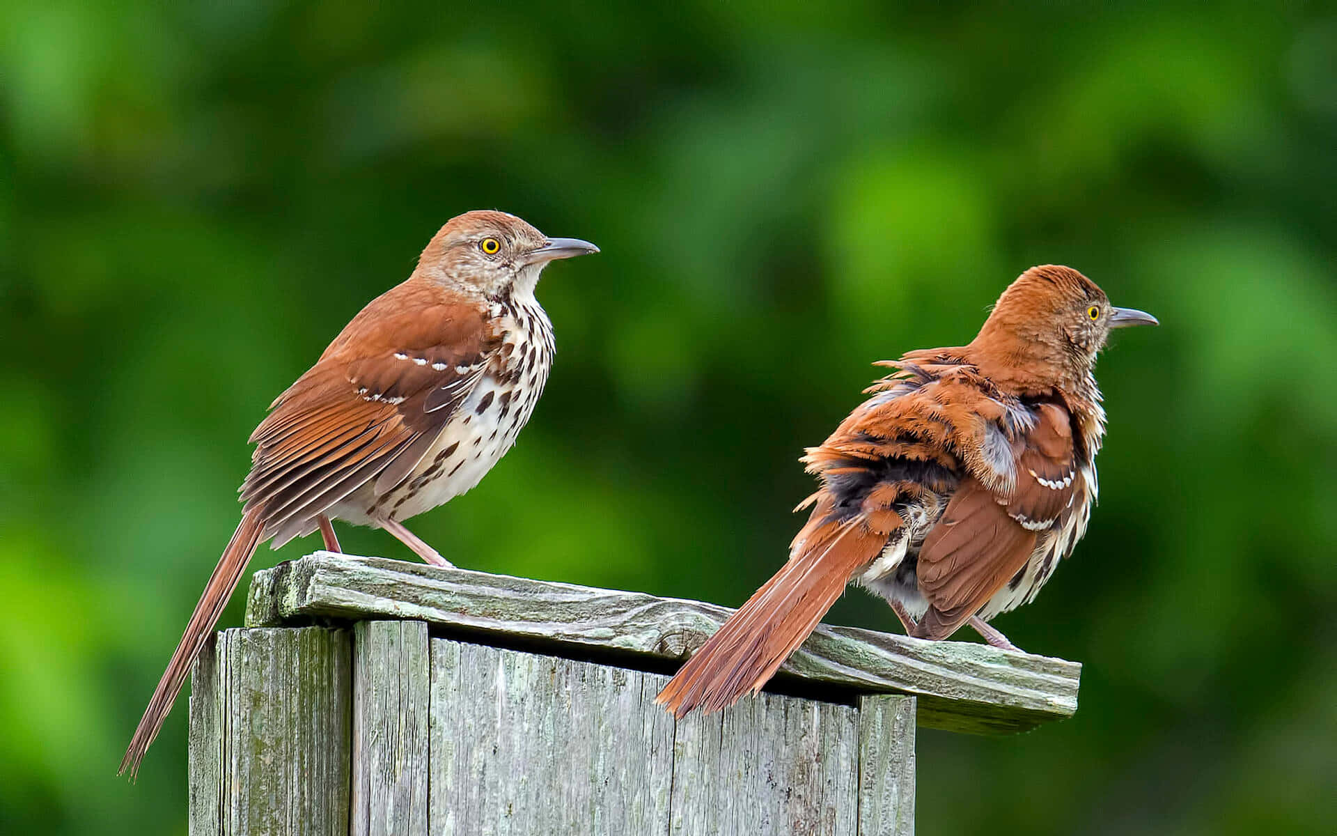 Brown Thrasher 桌布 壁紙 — 兩隻褐色嘲鶇，胸前有白色斑點，警覺地棲息在風化的木柱上，背景是柔和的綠色樹葉。
