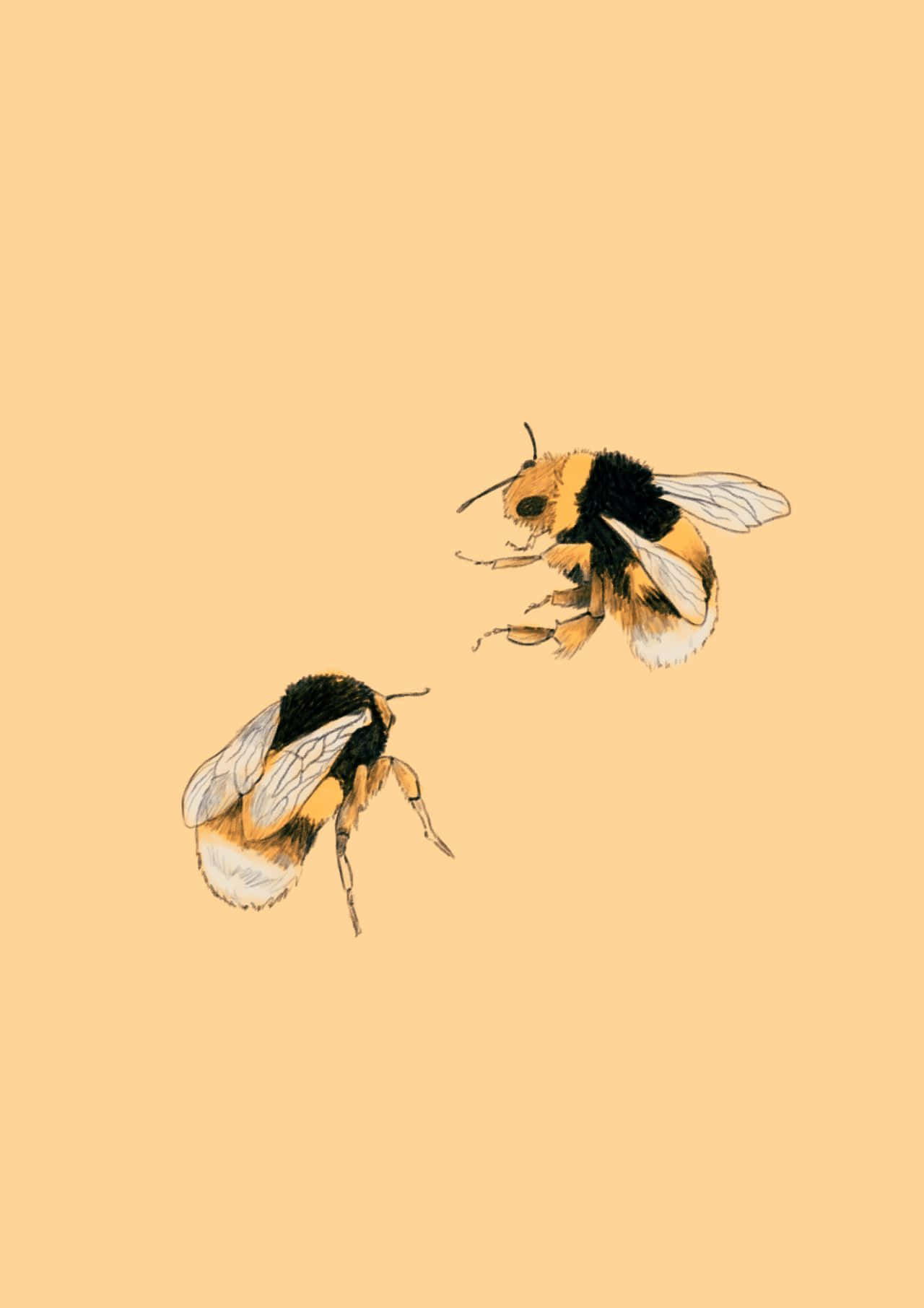 Aesthetic Bee 桌布 壁紙 — 兩隻詳細的熊蜂在飛行中，以純色溫暖米色背景為襯托的插圖。