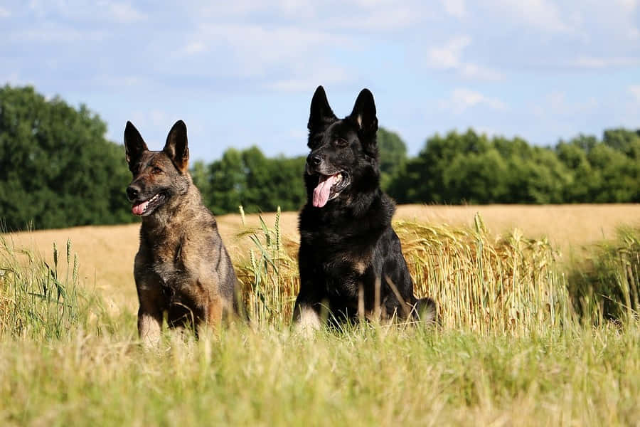 Dogs 桌布 壁紙 — 兩隻警覺的德國牧羊犬並排坐在陽光明媚的小麥田裡，身後有綠樹和藍天。
