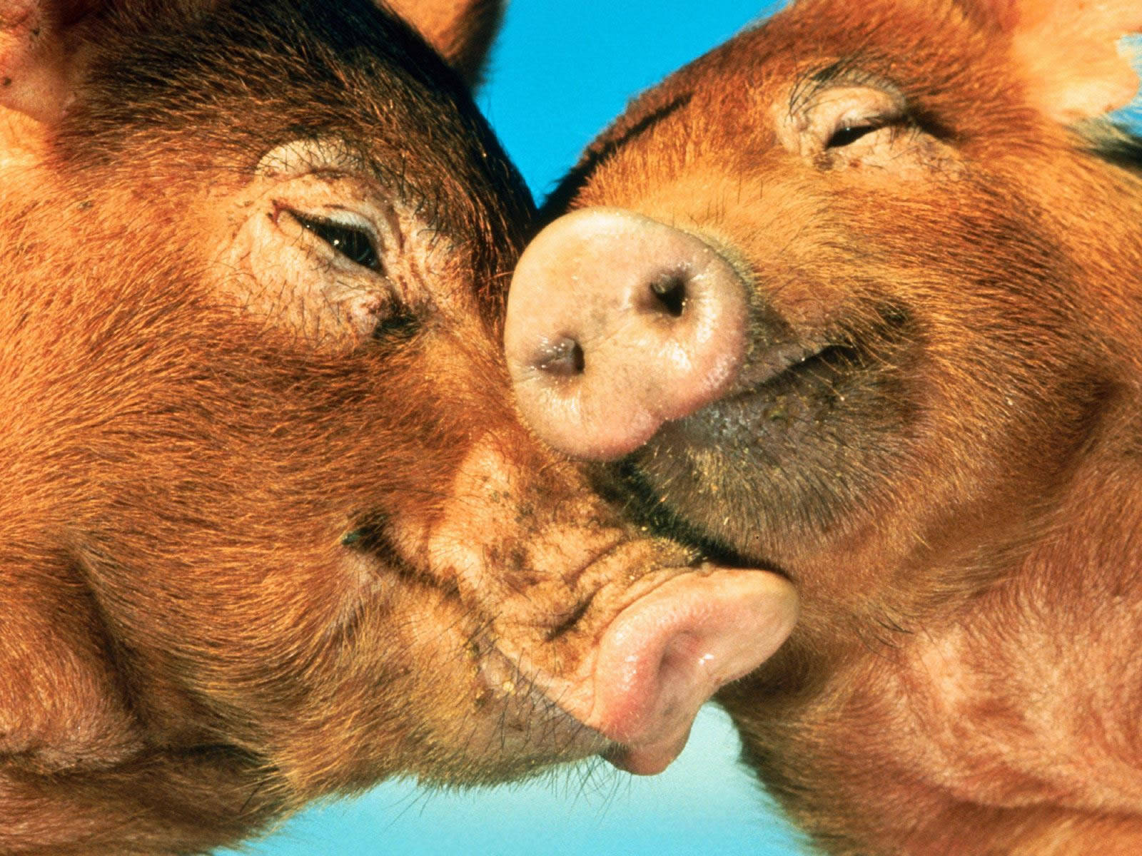 Pig 桌布 壁紙 — 兩隻豬在明亮的藍色背景前親暱地互相蹭鼻子，特寫照片。
