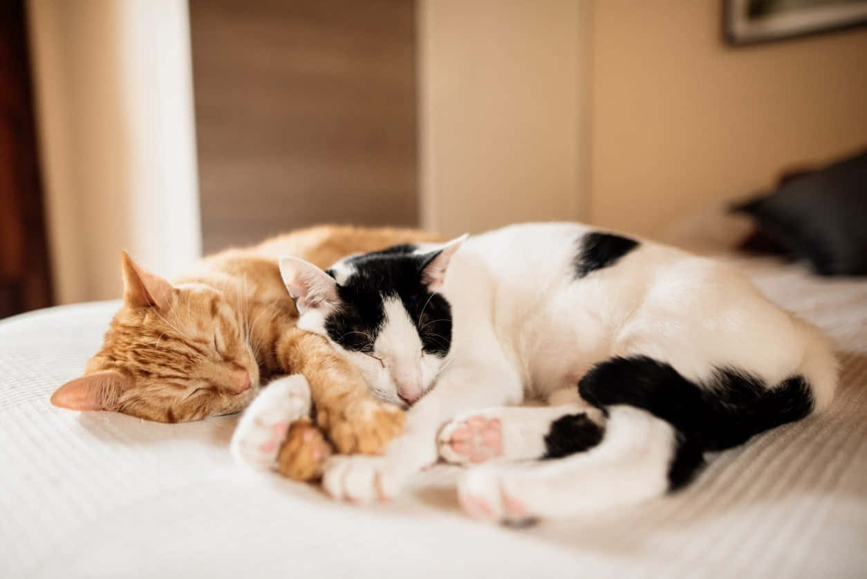 sleeping cat 桌布 壁紙 — 兩隻貓，一隻是薑黃色，一隻是黑白相間，蜷縮在一起睡在白色床罩上。