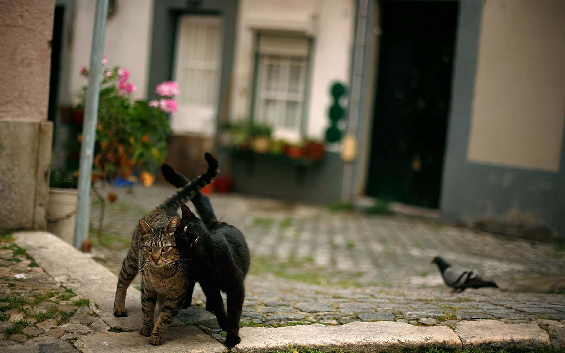 Dancing Cat 桌布 壁紙 — 兩隻貓，一隻是虎斑貓，另一隻是黑貓，一起在鵝卵石街道上行走，附近有一隻鴿子，背景有粉紅色的花朵。