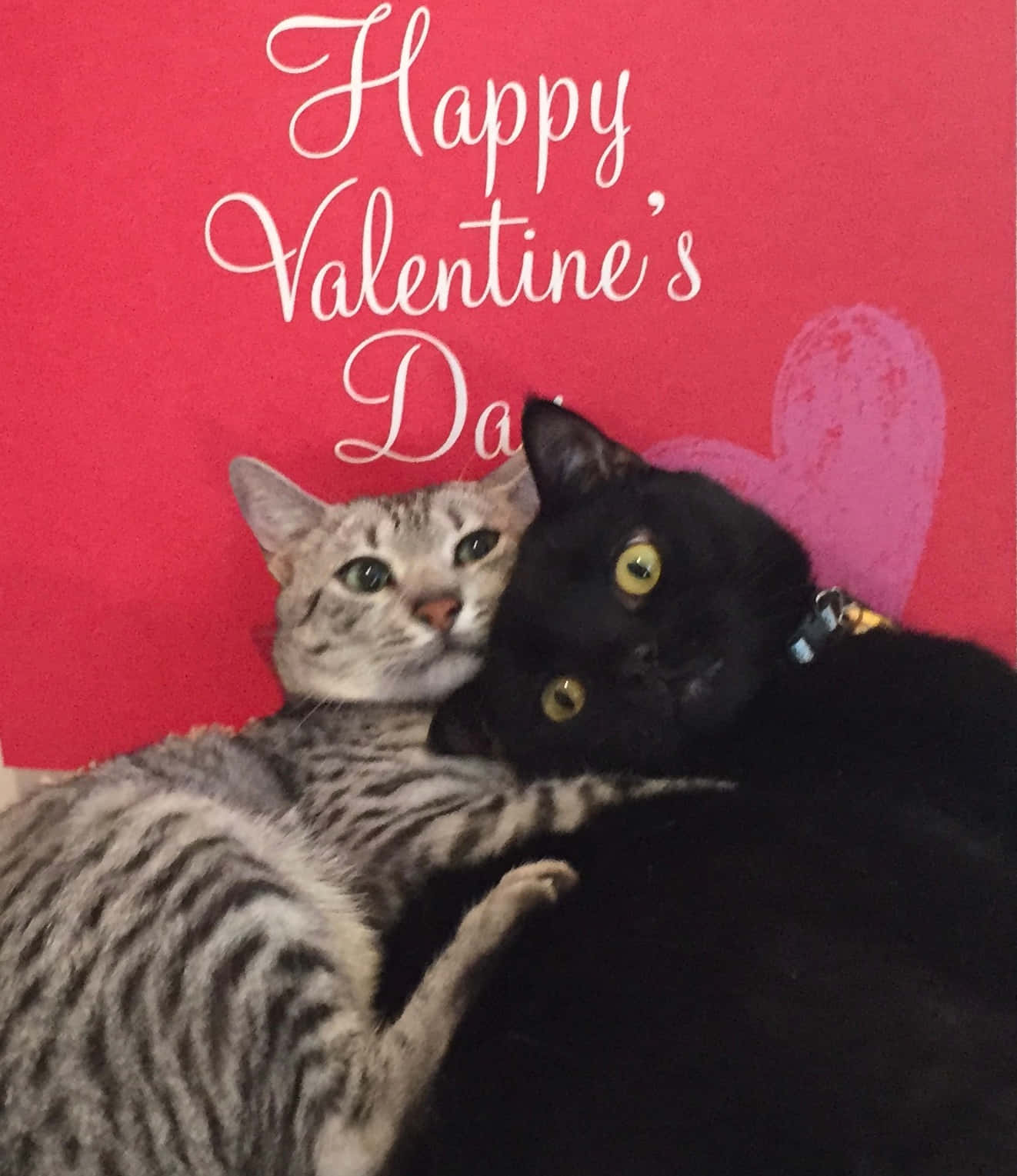happy valentine's day 桌布 壁紙 — 兩隻貓，一隻虎斑貓和一隻黑貓，依偎在紅色情人節牆上，牆上有白色文字和一個粉紅色的心。