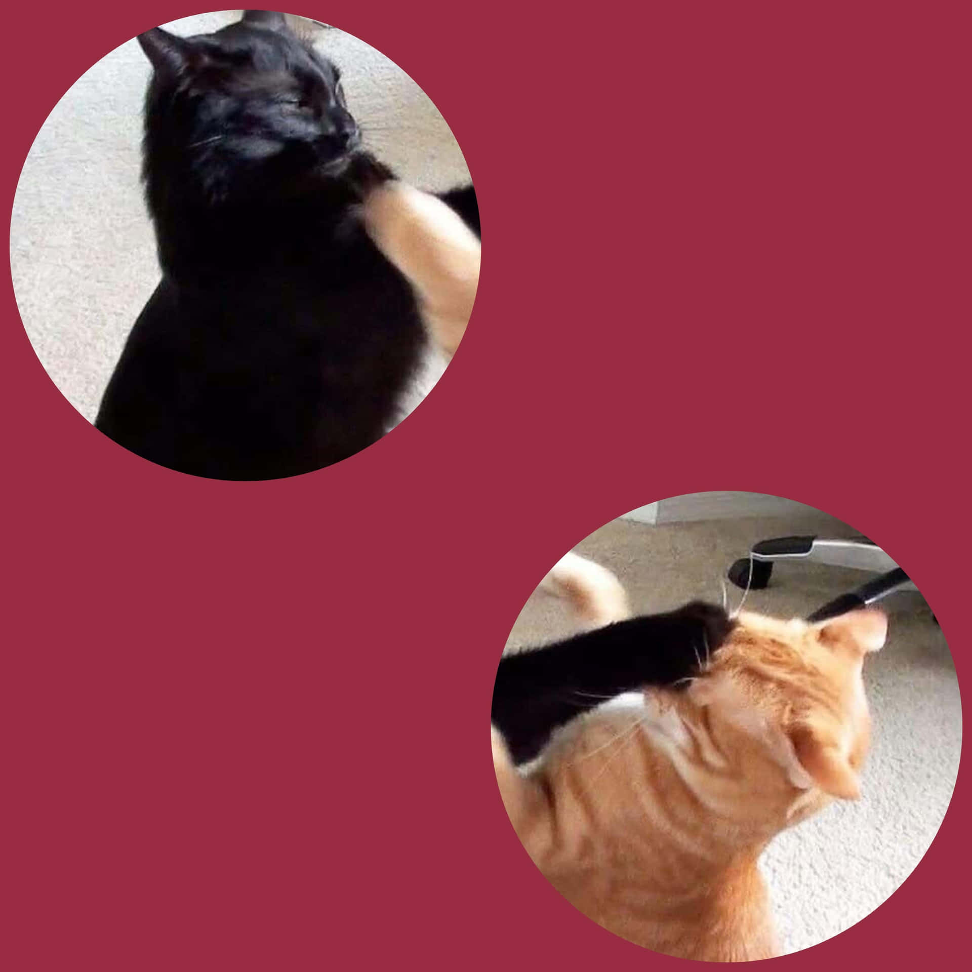 兩隻貓在紅色背景的圓形框架內互相依偎。 — 配對 GIF 壁紙
